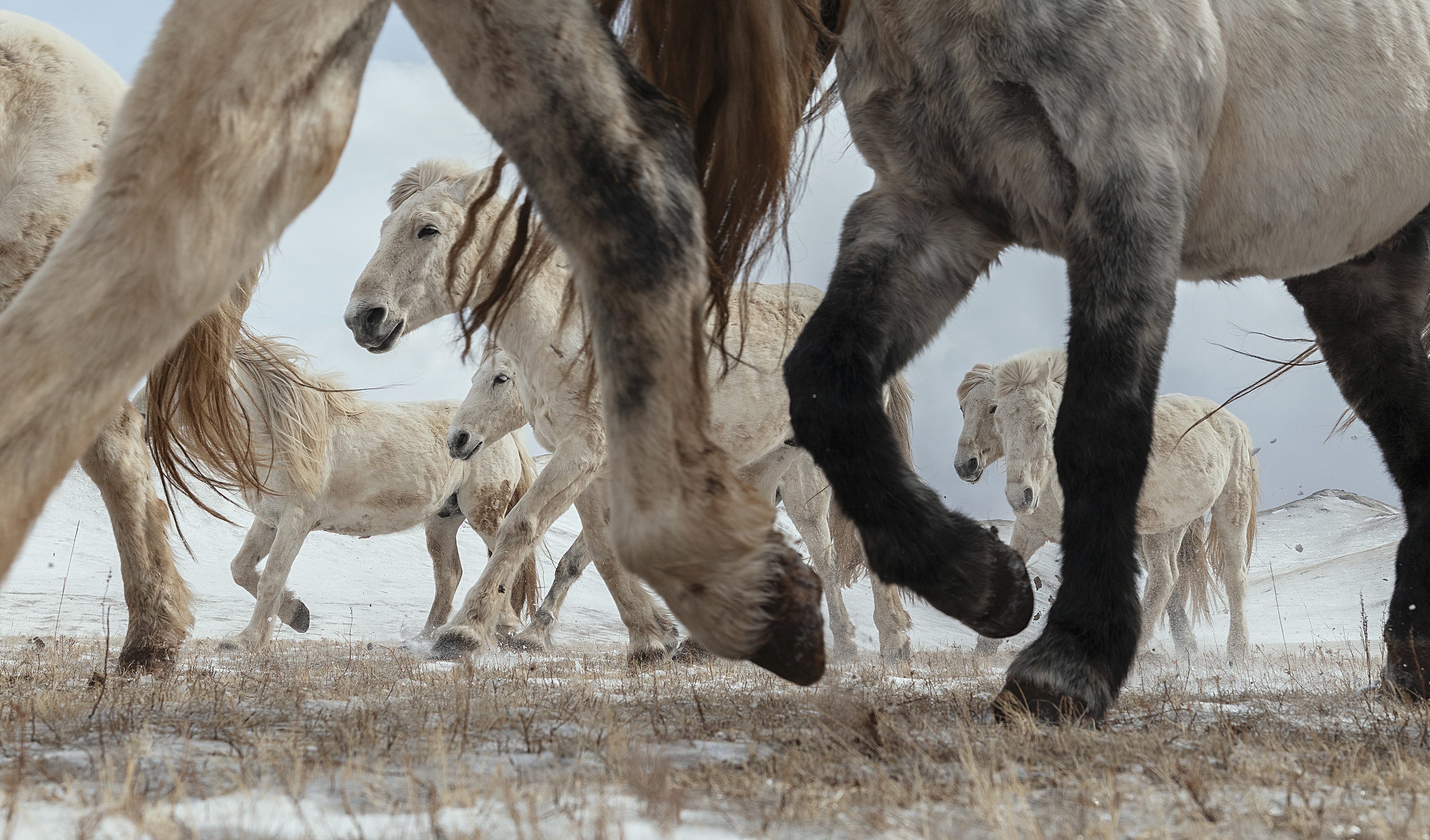 winter white horses, ganzorig miimaa