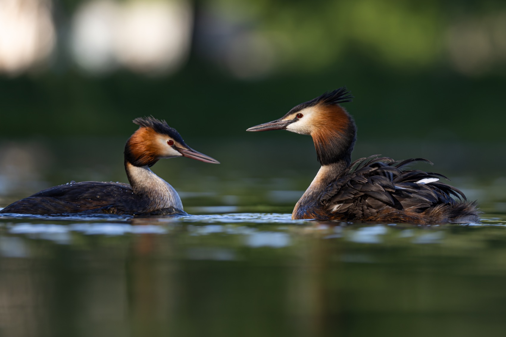 чомга, большая поганка, поганка, птицы, Руслан Pl