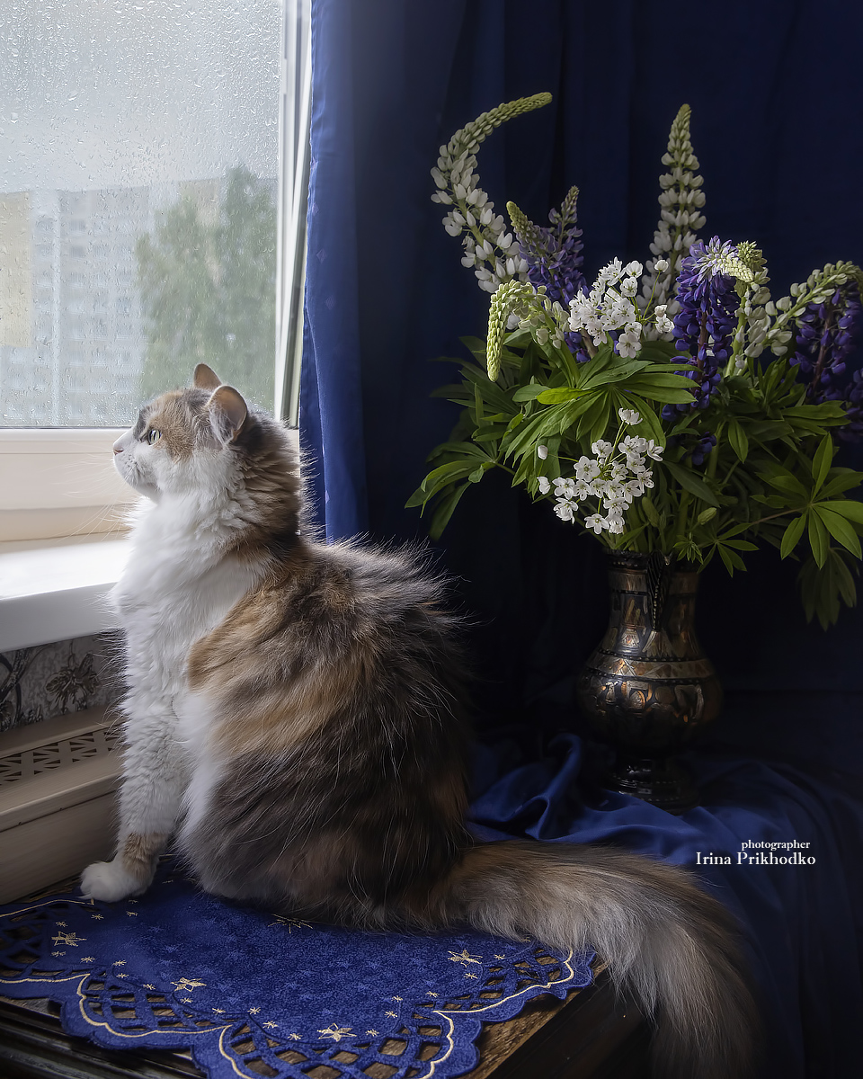 животные кошки, питомцы, интерьер, букеты, Приходько Ирина