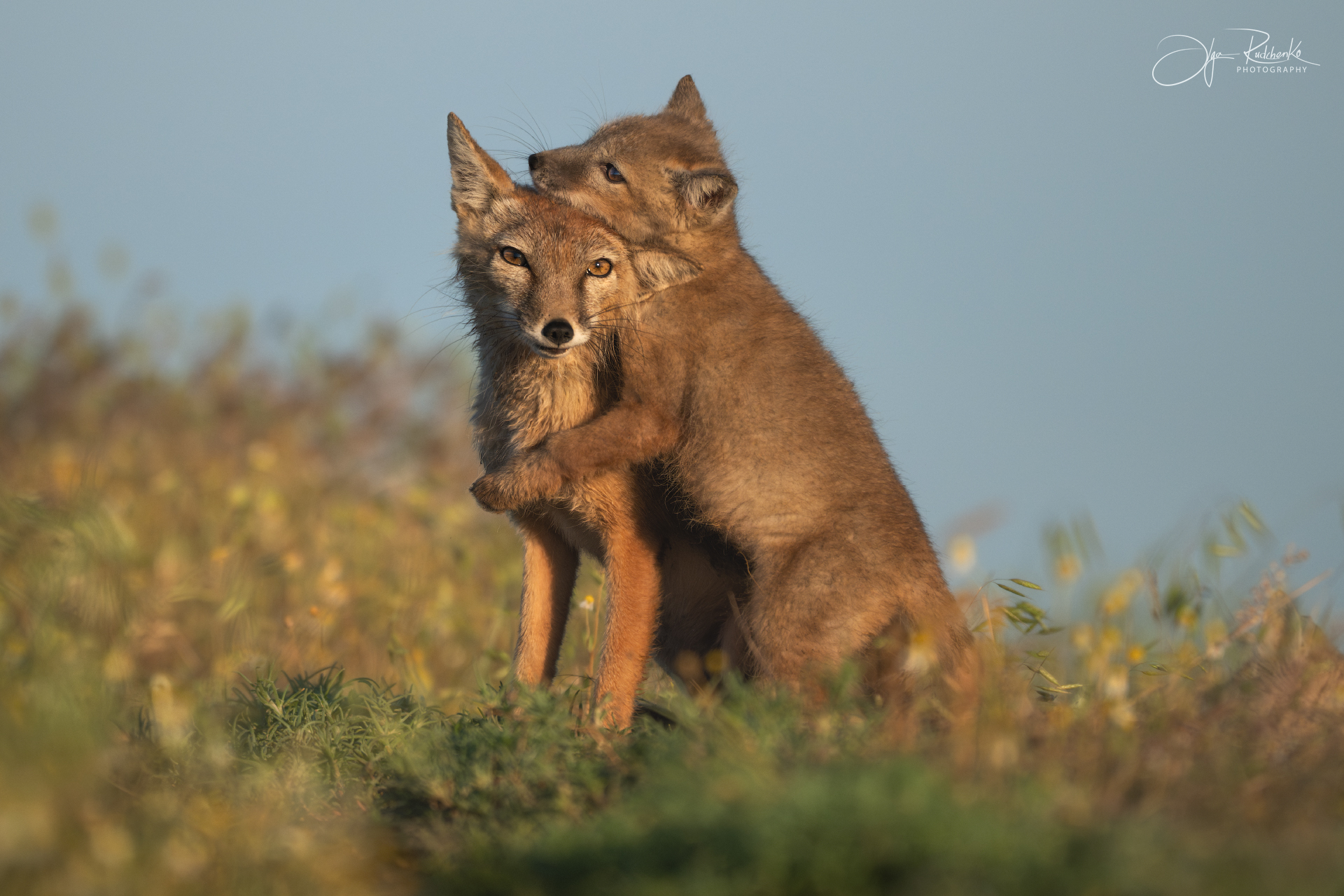 корсак, калмыкия, степная лиса, корсачонок, дикая природа, wildanimals, корсачата, vilpus corsac, corsac, Рудченко Ольга