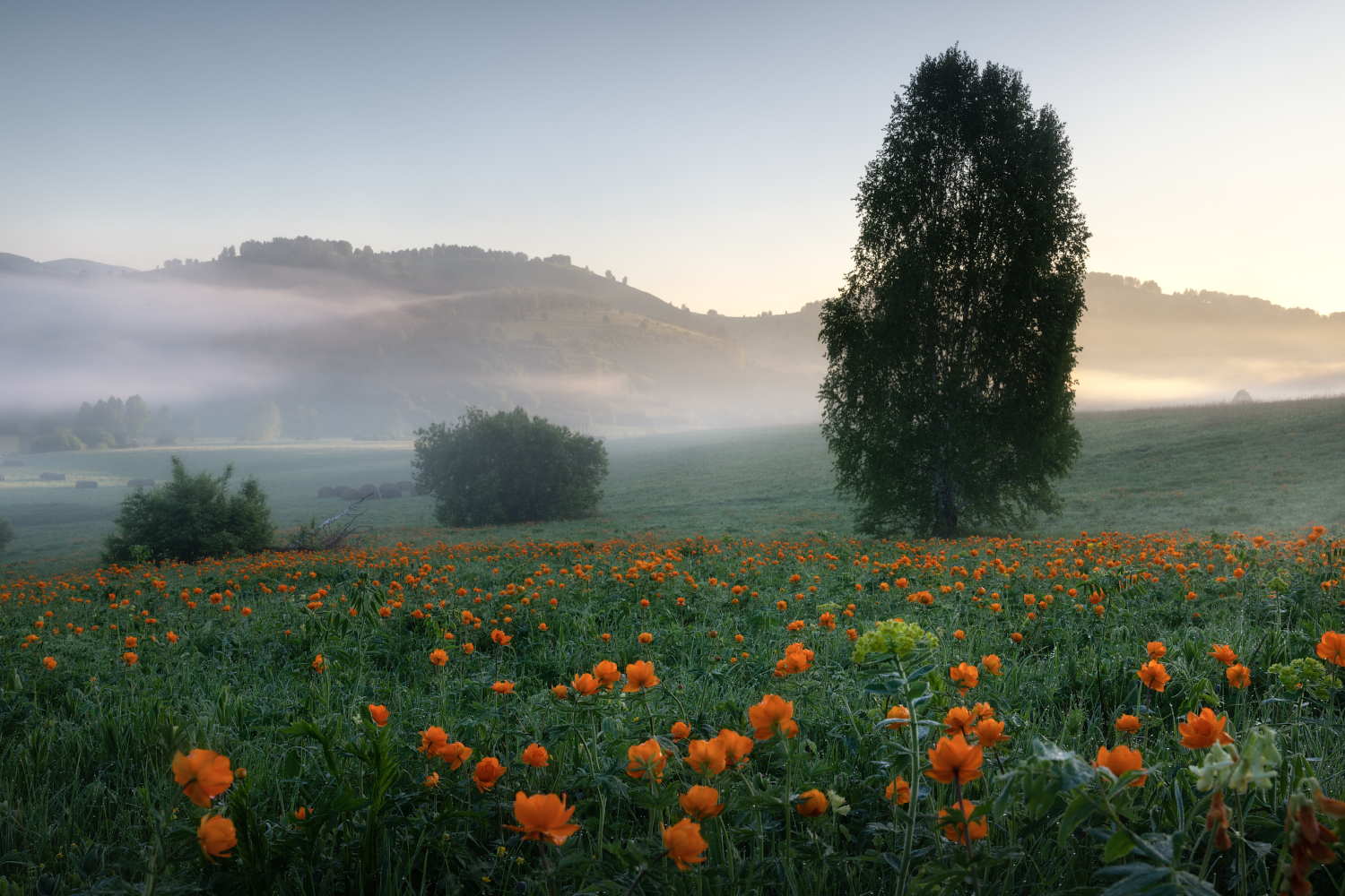 алтайский край, алтайский район, холмогорье, предгорья, алтайское холмогорье, весна на алтае, весенний алтай, предгорья алтая, огоньки, жарки, купальница, утро туманное, туман, утро, Рубан Елена