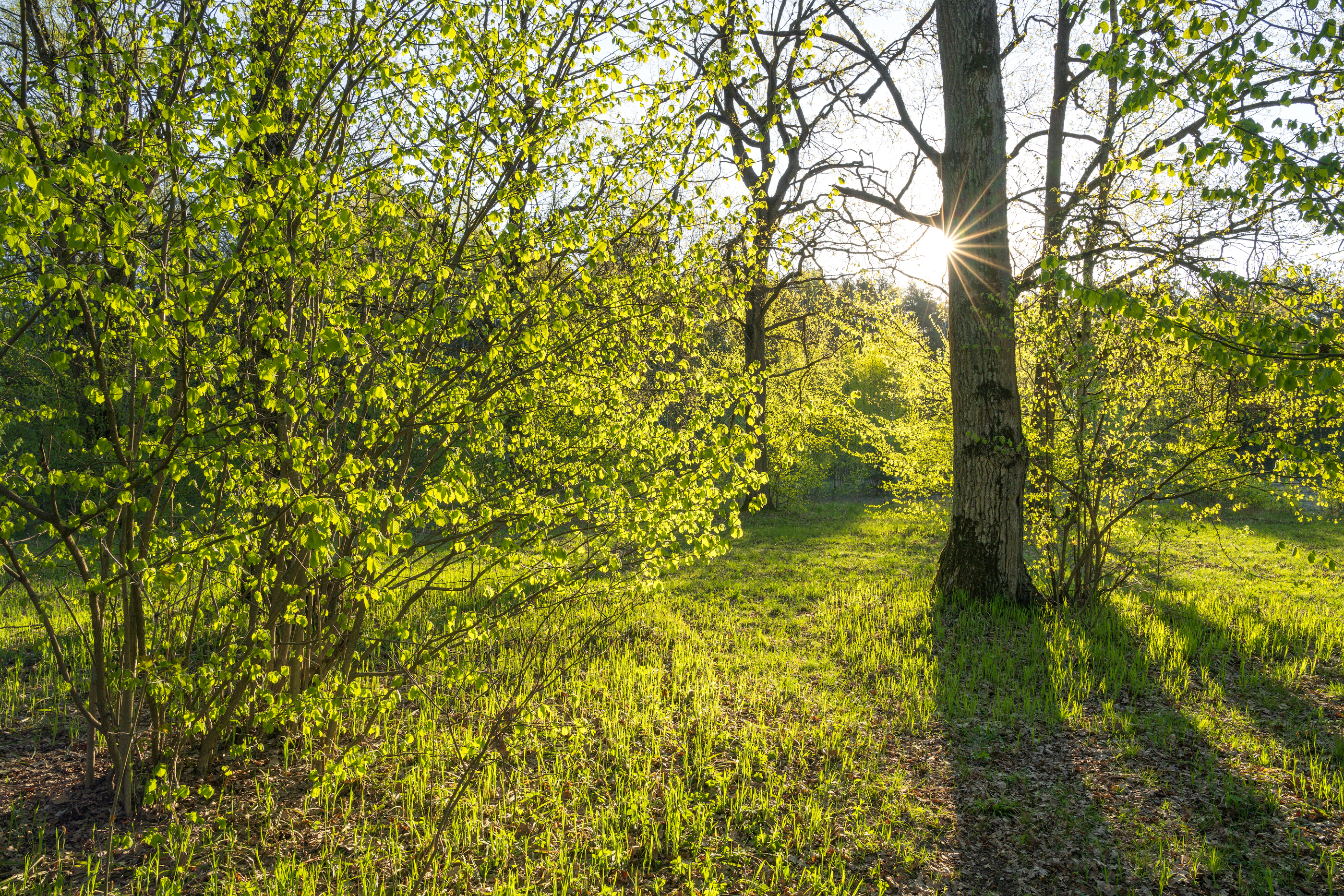 forest, tree, light, foliage, sunlight, spruce, morning, evening, summer, spring, landscape, Андрей Козлов