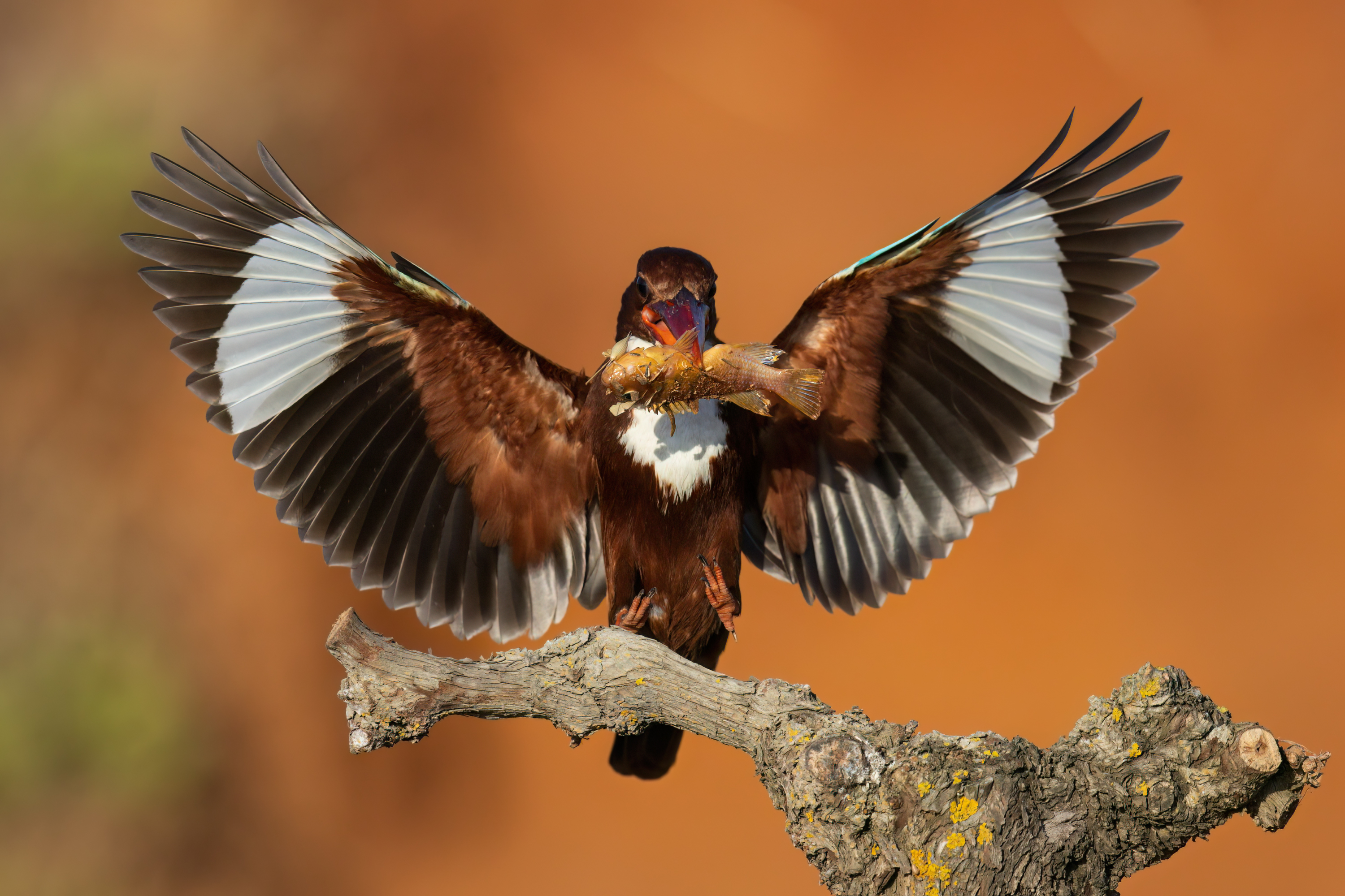 , Фруман Евгений