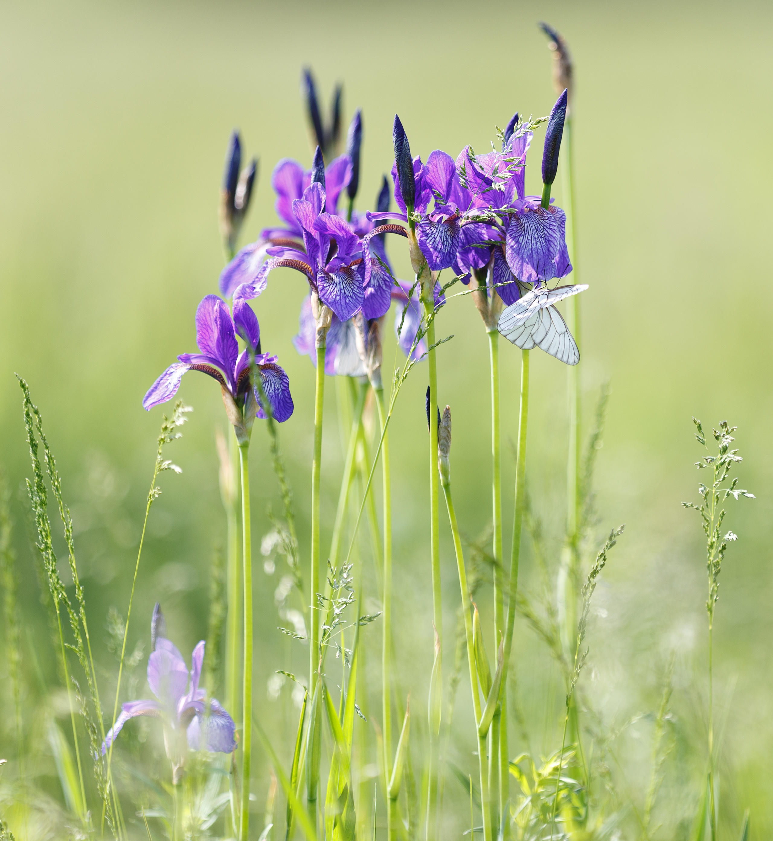 ирисы, лето, трава, цветы,  Гобова Наталья