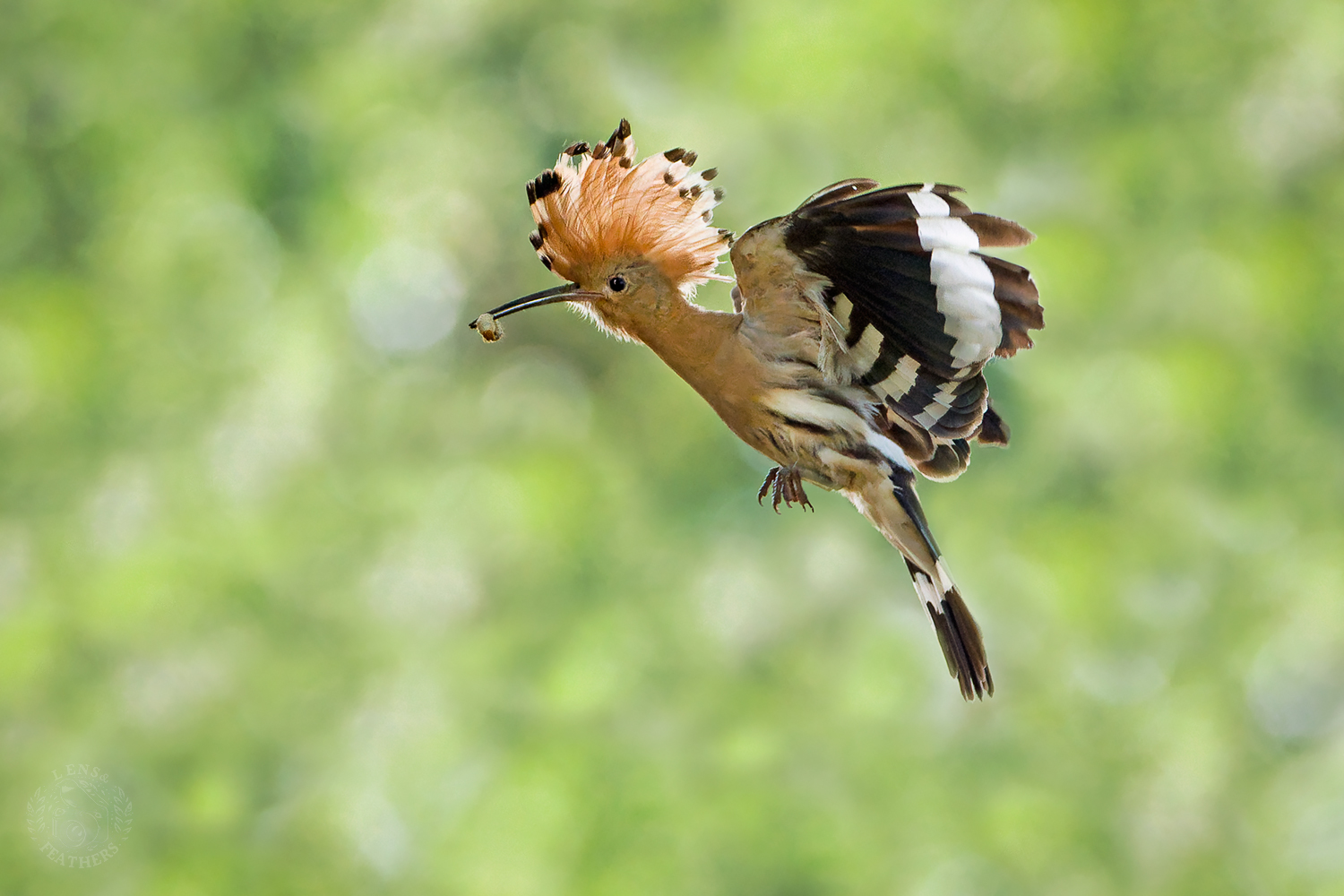 , Евгени Стефанов