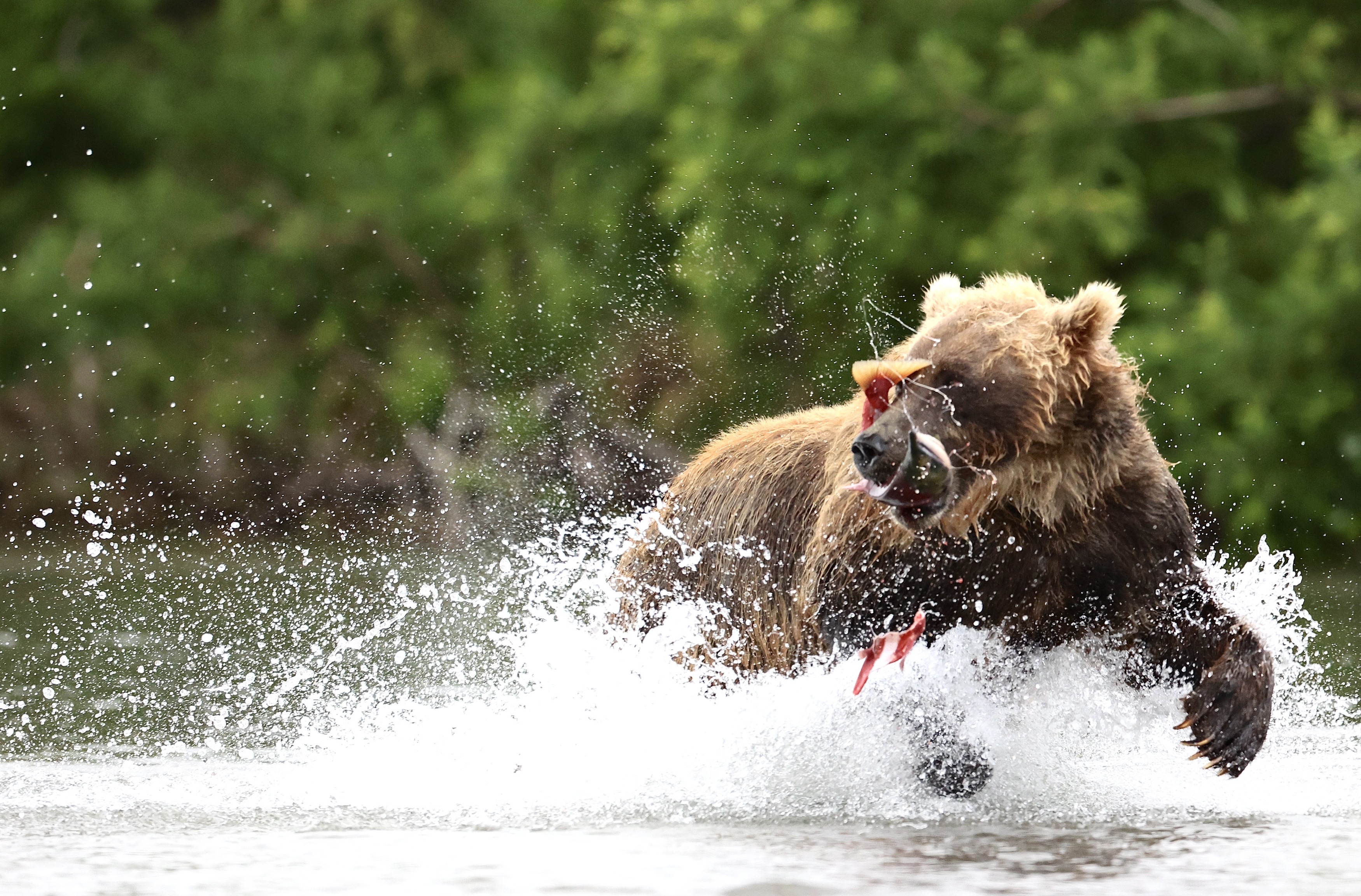 Бурый медведь, Камчатка, Leonid Golubkov