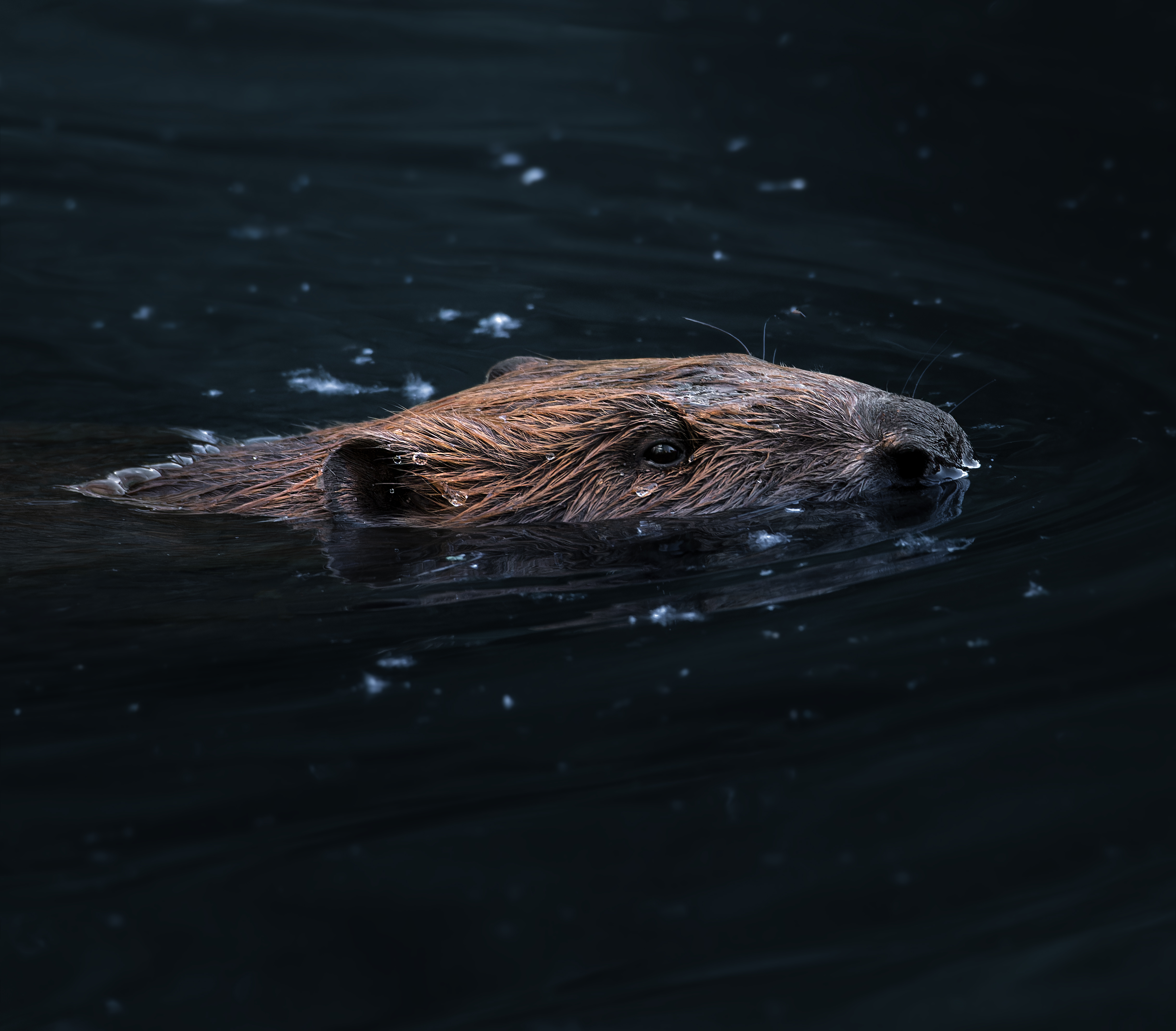 , Фото Александр