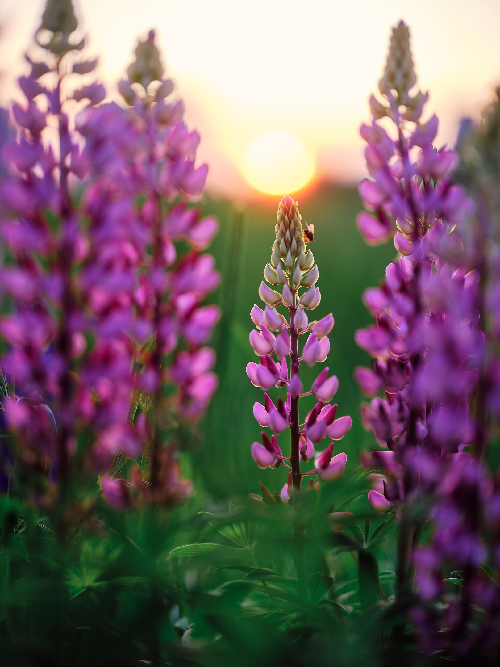 , Дыбов Дмитрий