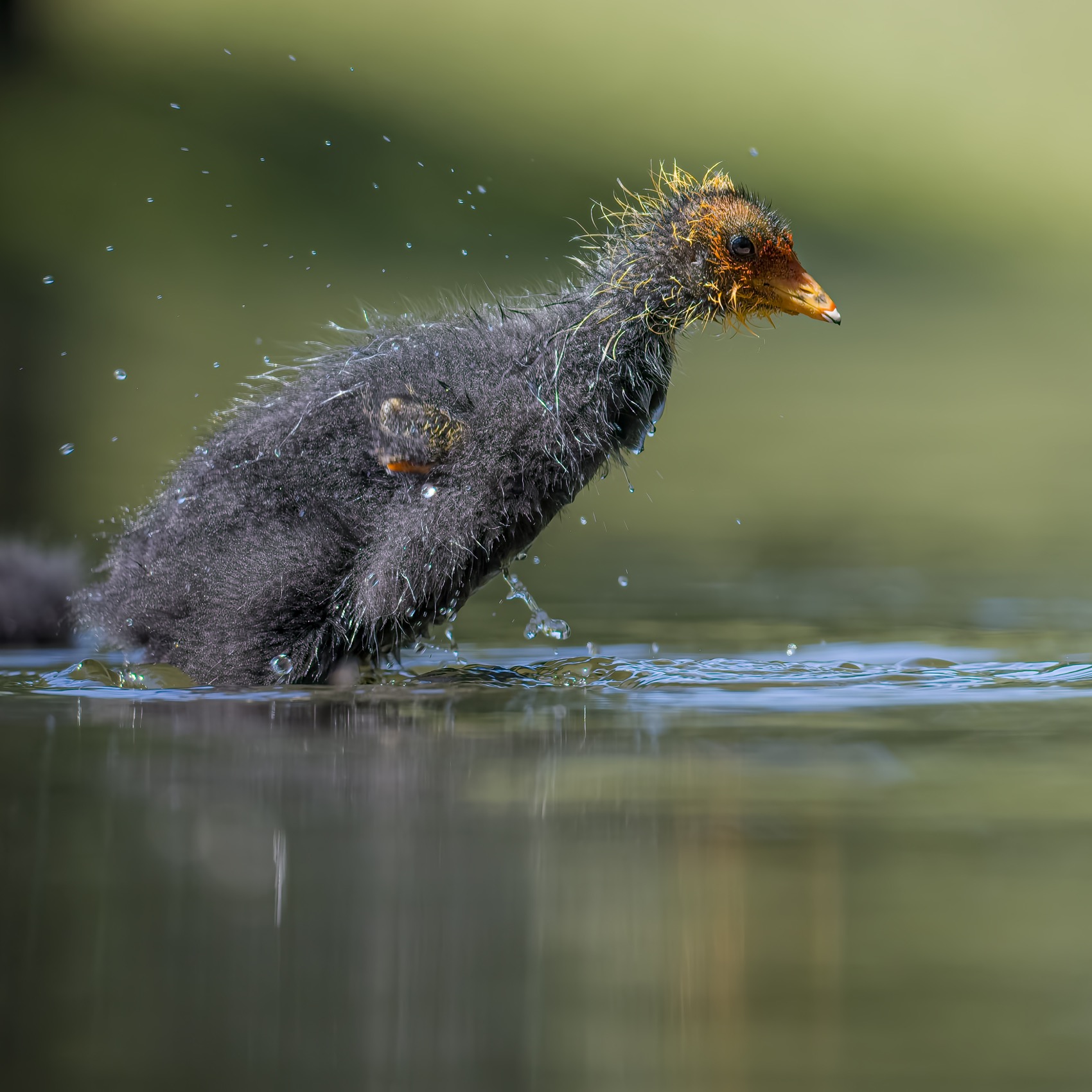 лысуха, птицы, птенец, Руслан Pl