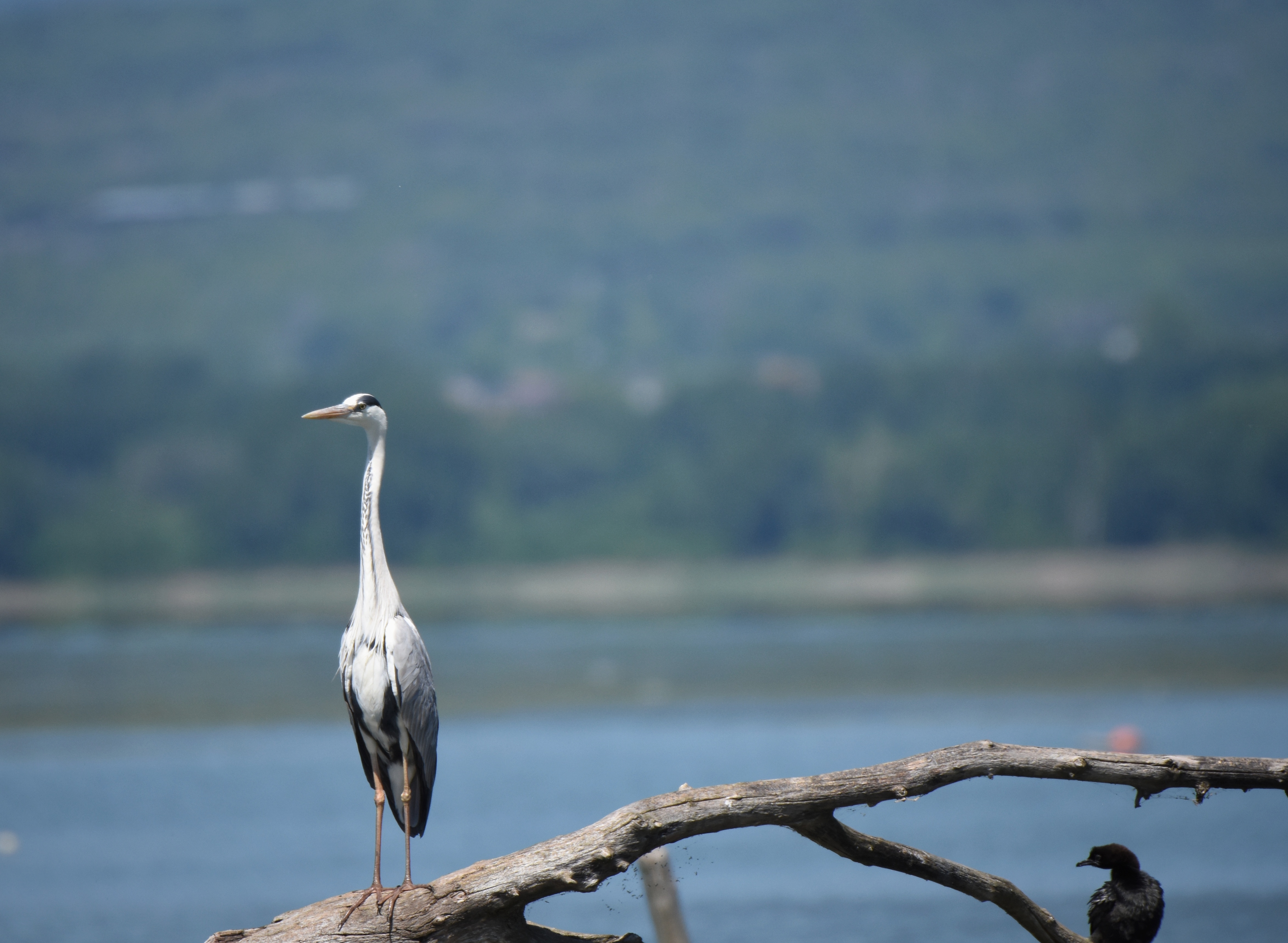 , Герчев Николай