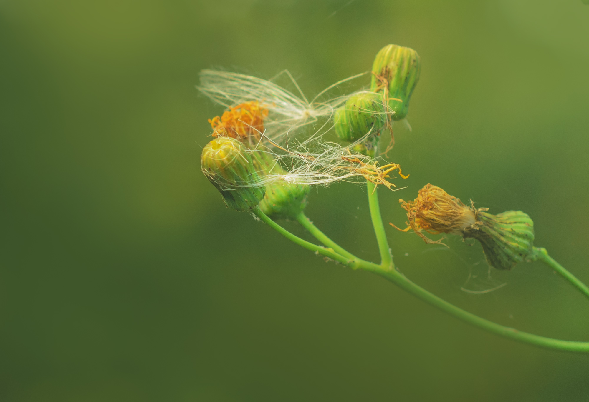 , Лысенко Сергей