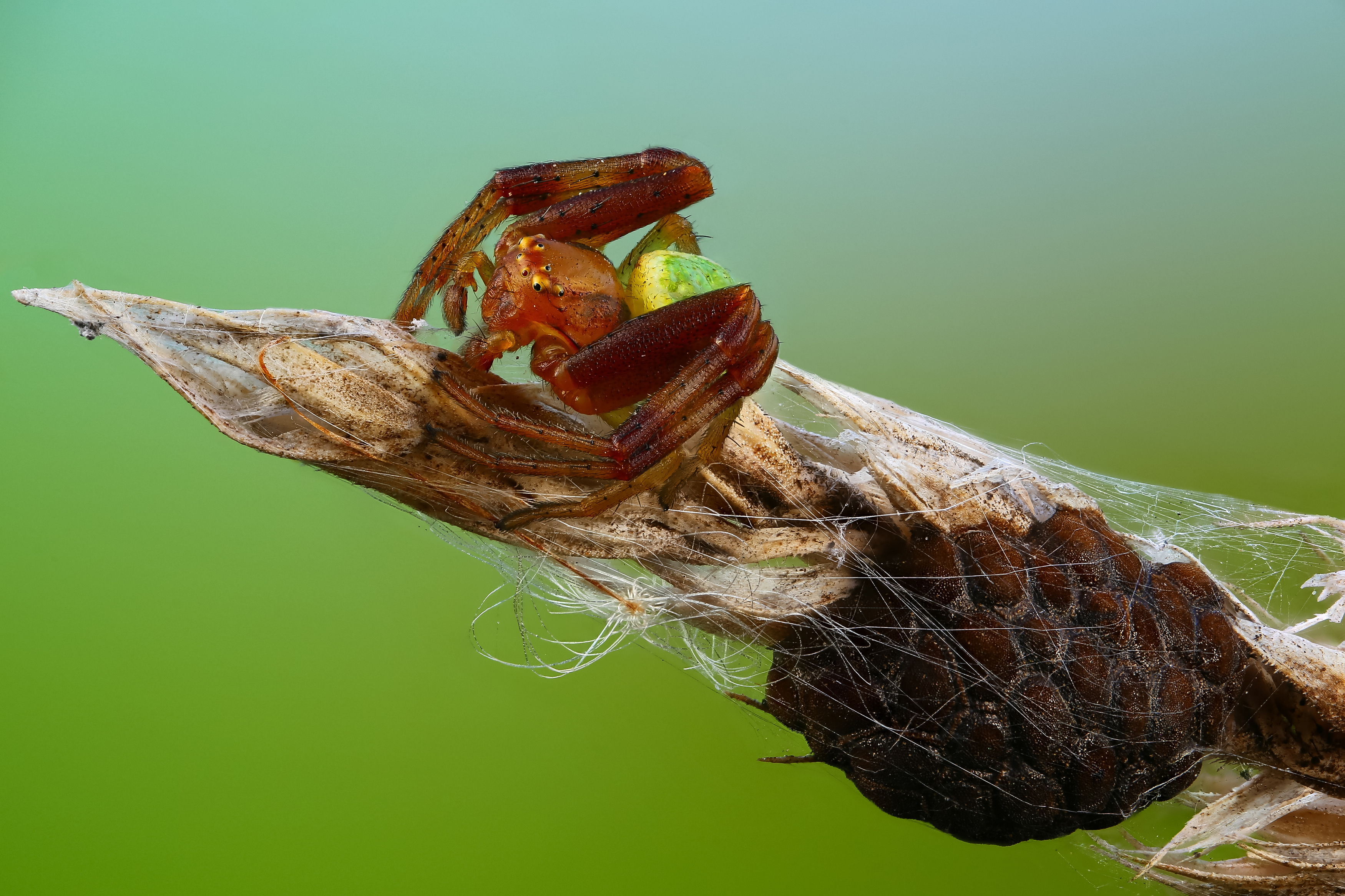 макро,природа,животное,паук,беларусь,растение,трава,яйца,цвет,зеленый, Андрей Шаповалов