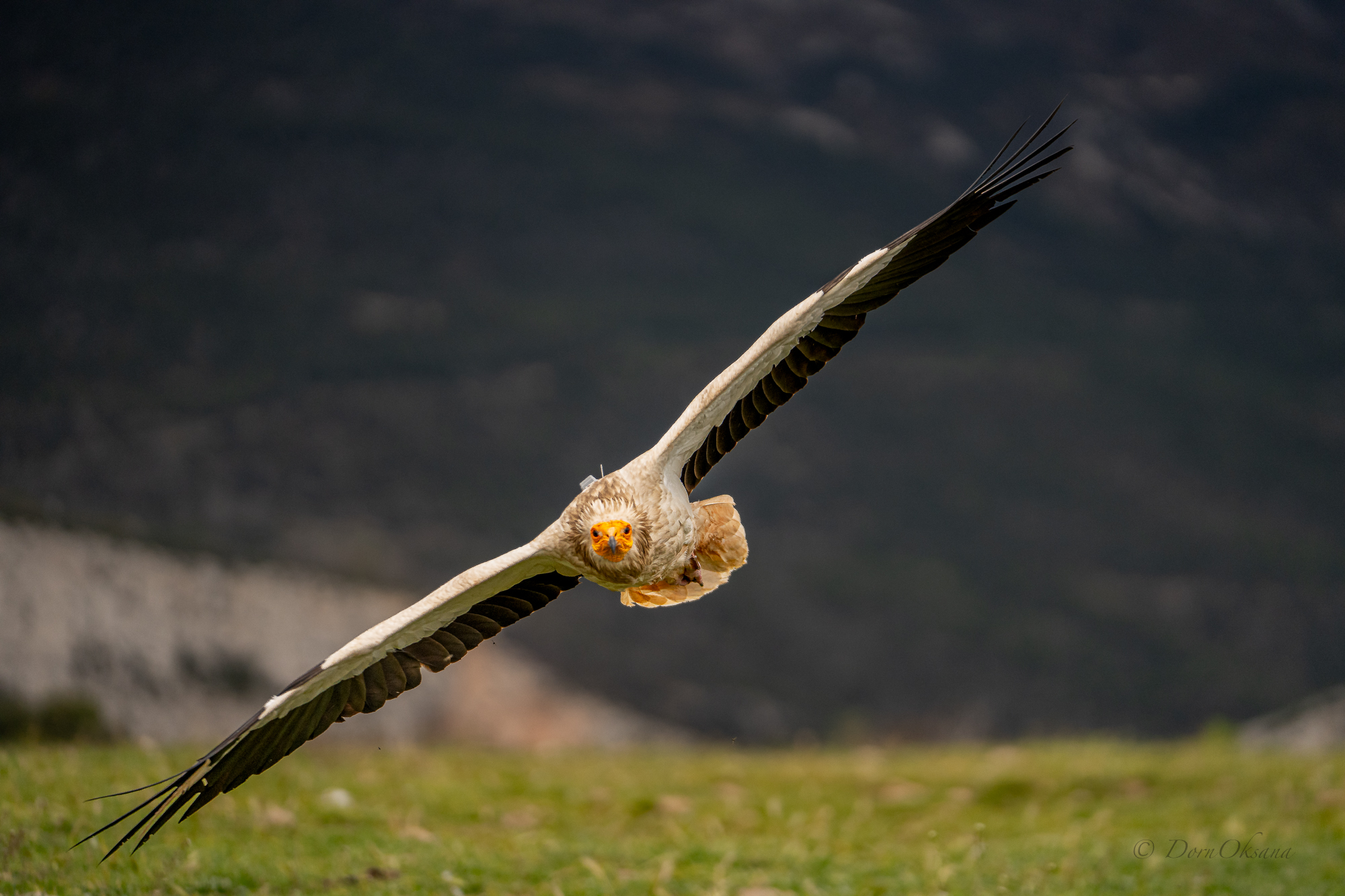 egyptian vulture, raptors, bird of prey, bird in flight, predators, египетский, стервятник, обыкновенный, гриф, хищники,  дикие животныептица в полете, Дорн Оксана