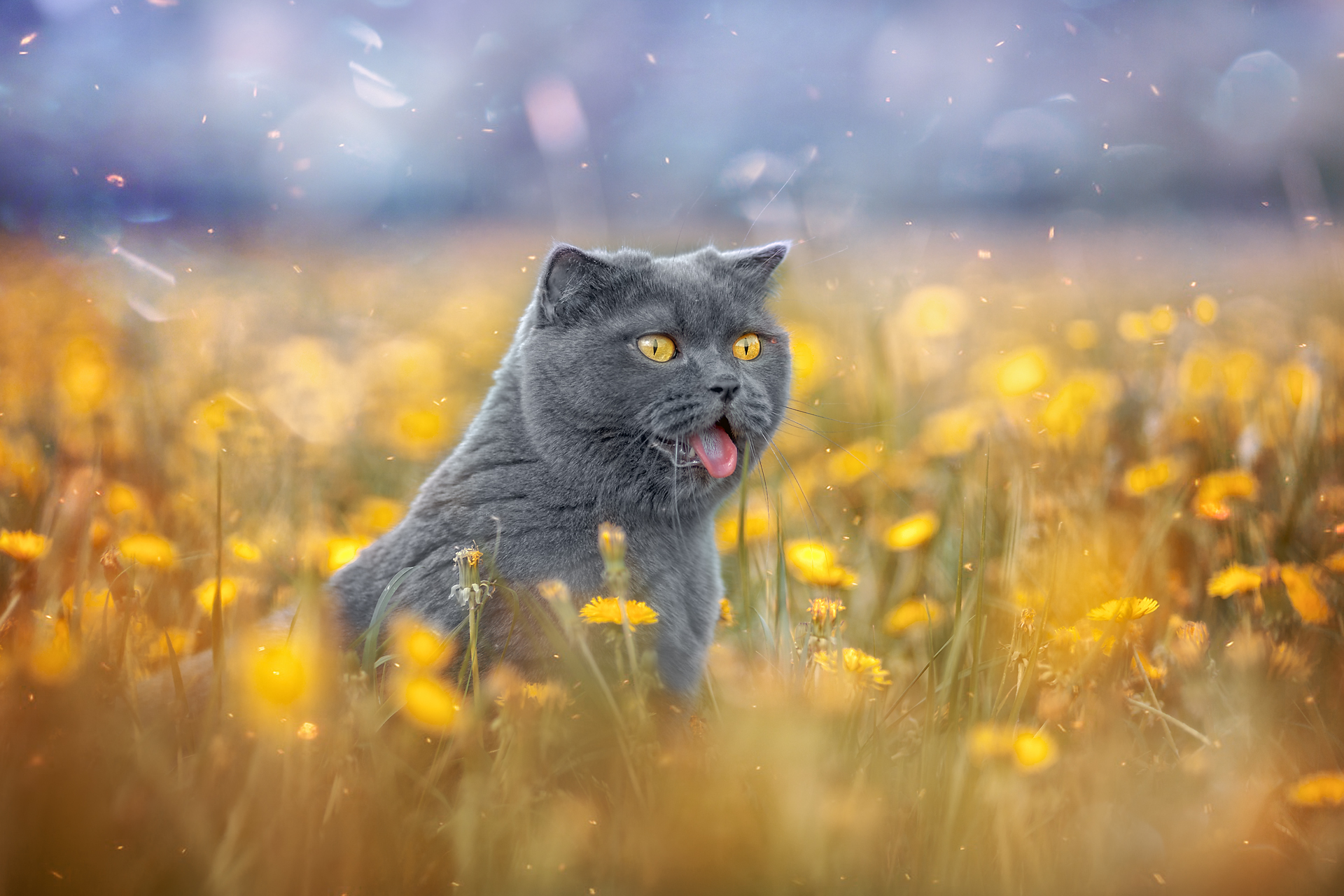 summer pets cat, Холудеев Виктор