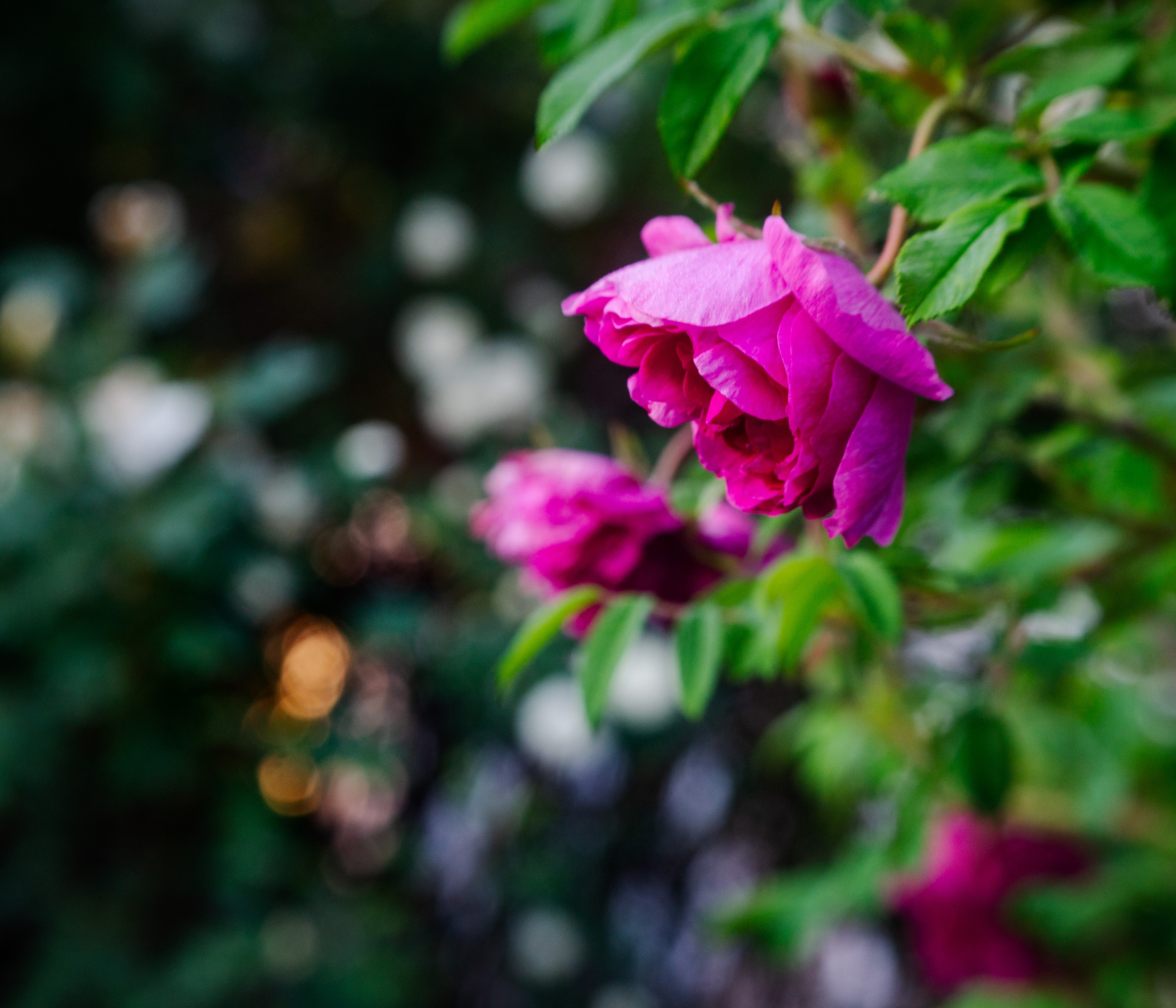 , Лофицкая Лариса