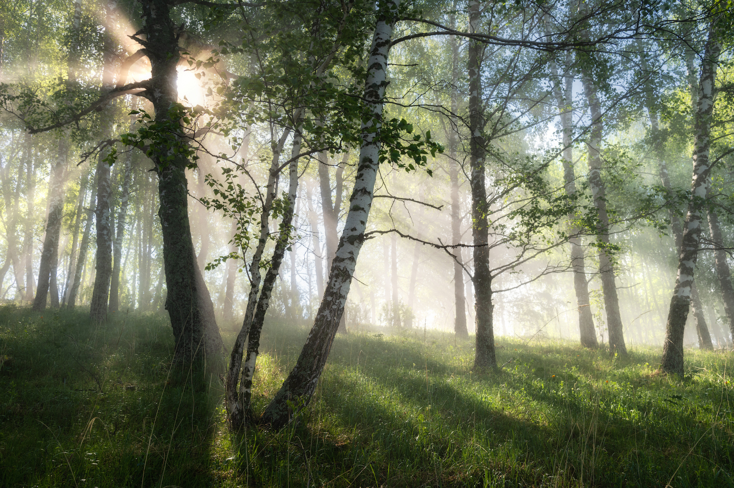 алтайский край, алтайский район, предгорья, начало лета, туман, утро, утро туманное, туман в лесу, лес, березы, утренний пейзаж, Рубан Елена