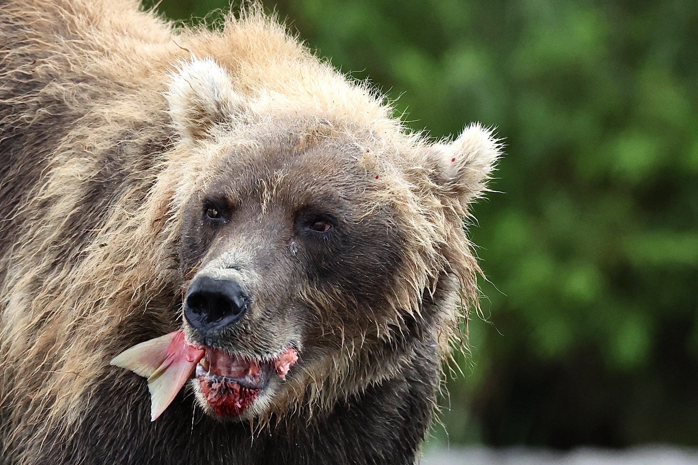 Бурый медведь, Камчатка, Leonid Golubkov
