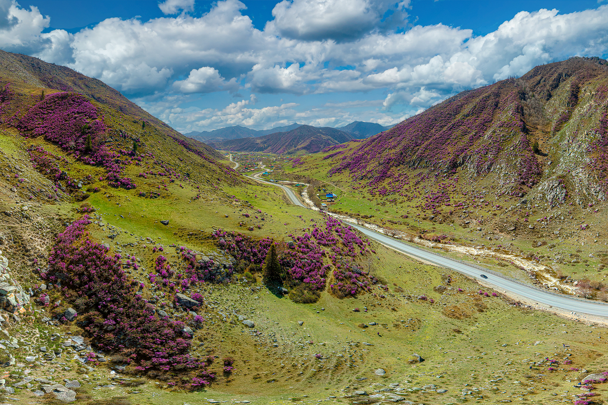 цветение маральника на алтае, Татаркин Вячеслав
