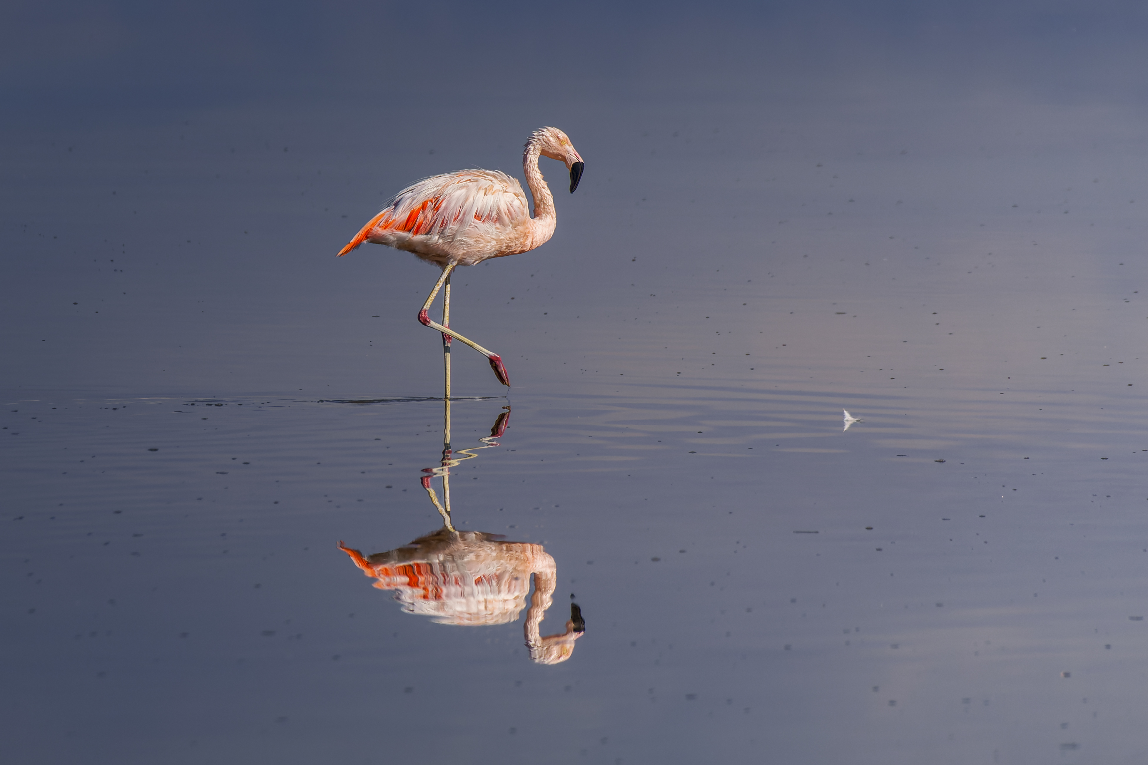 , RODRIGUEZ PROST JULIO