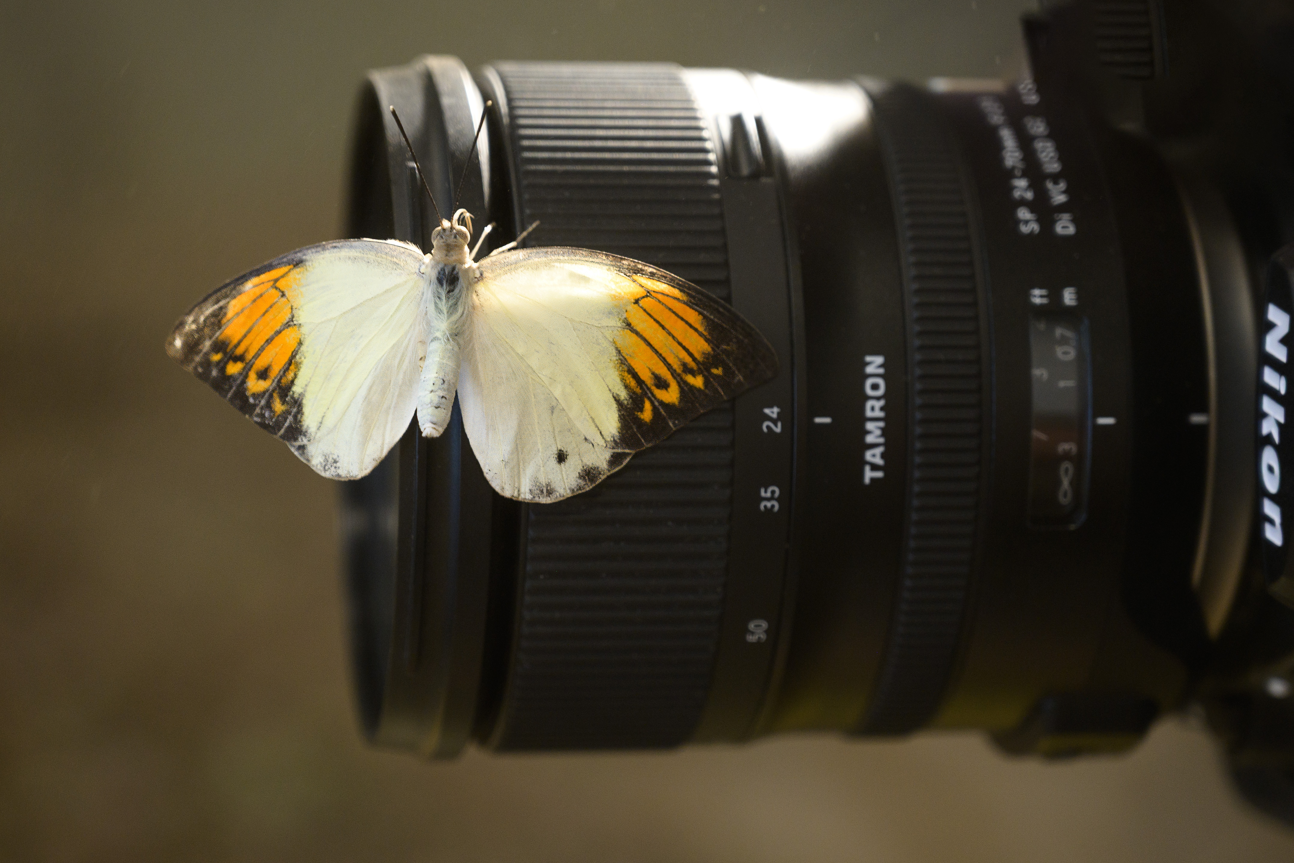 , Дьяченко Алёна