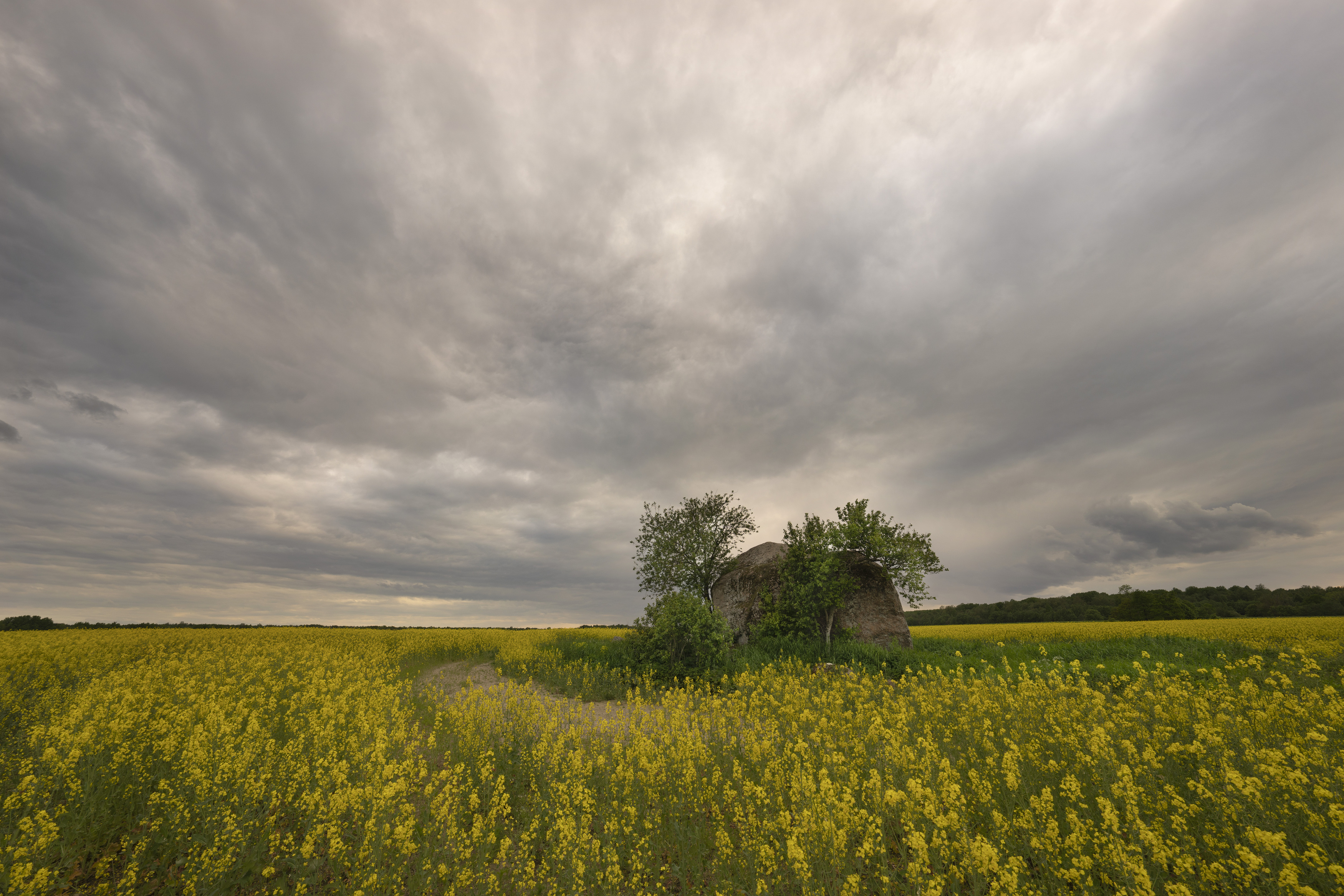 рапс, рапсовое поле, валун, петровецкий валун, ленинградская область, клопорье, Дейнекина Галина