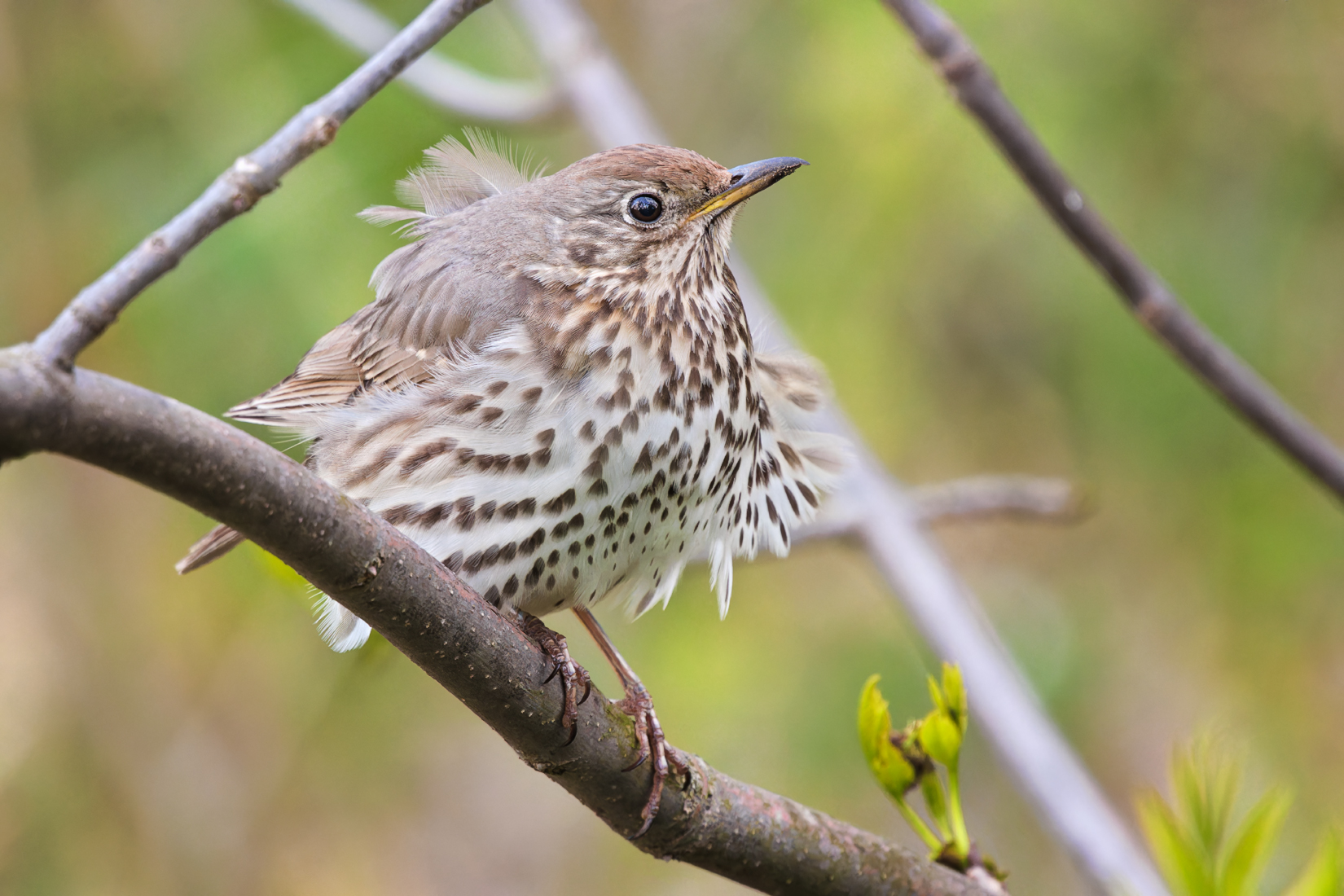 птицы, дрозд, Михаил