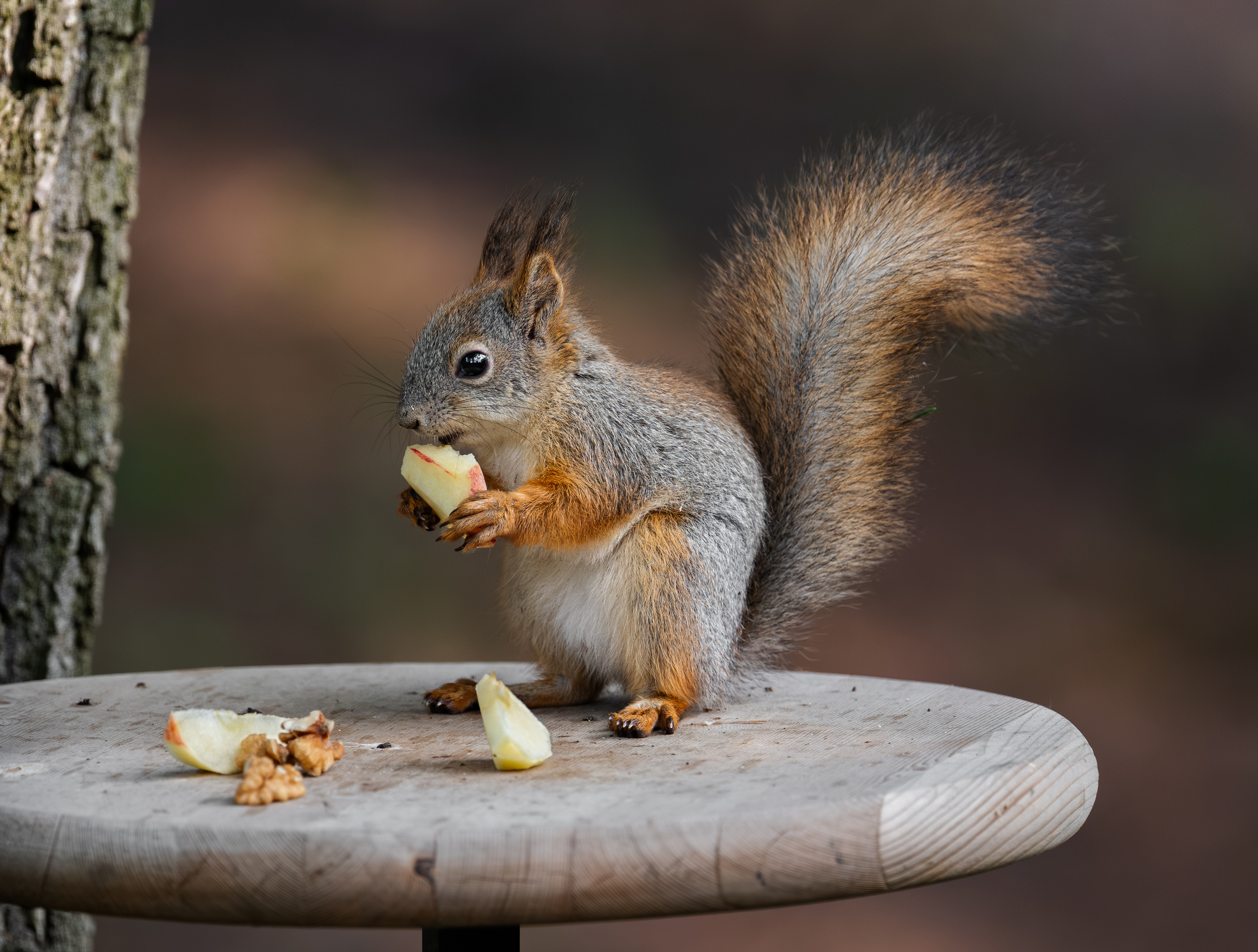 , Курлянцев Алексей