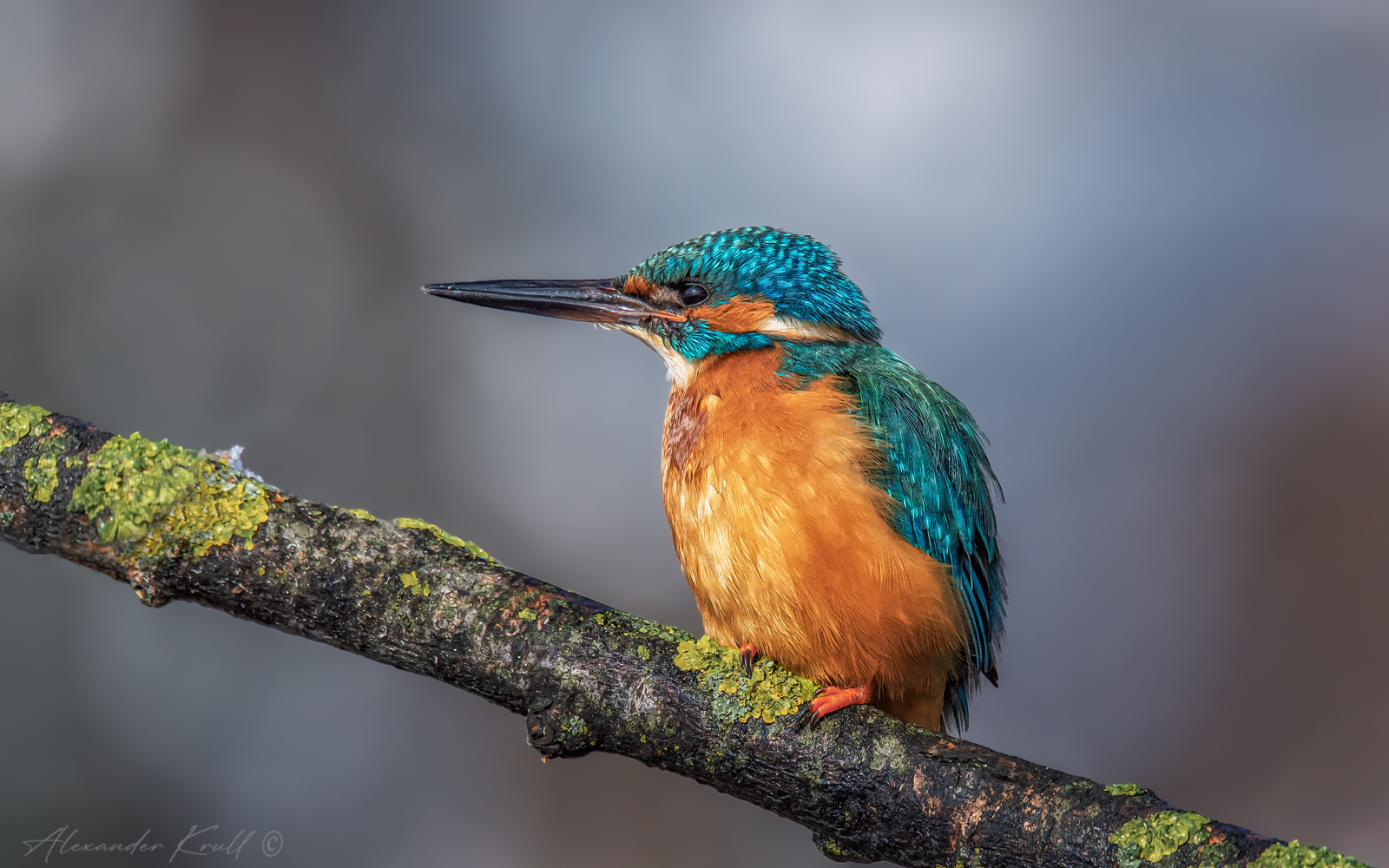 зимородок, обыкновенный зимородок, alcedo atthis, Круль Александр