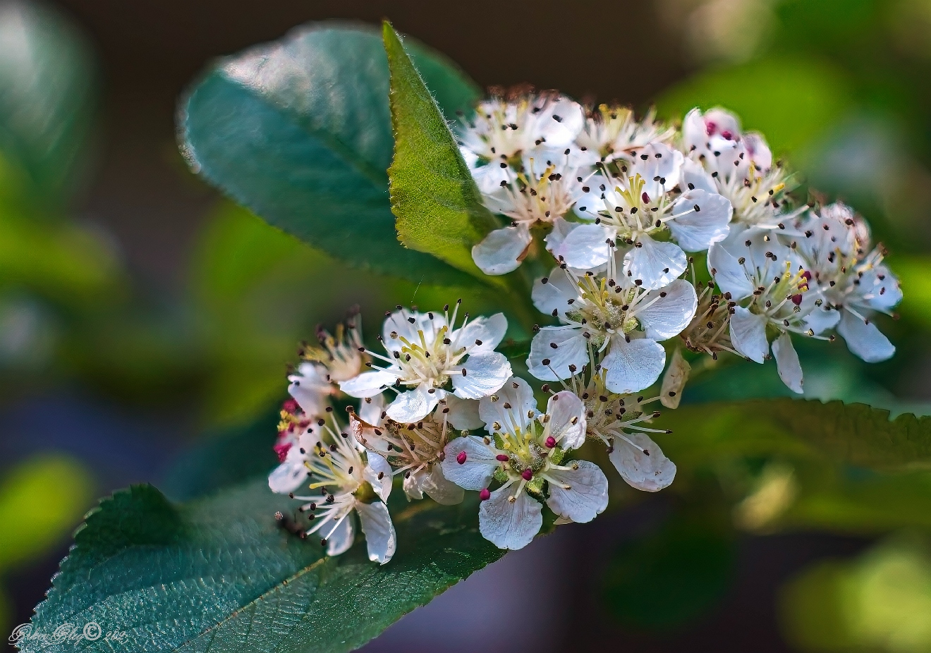 , Орлов Олег