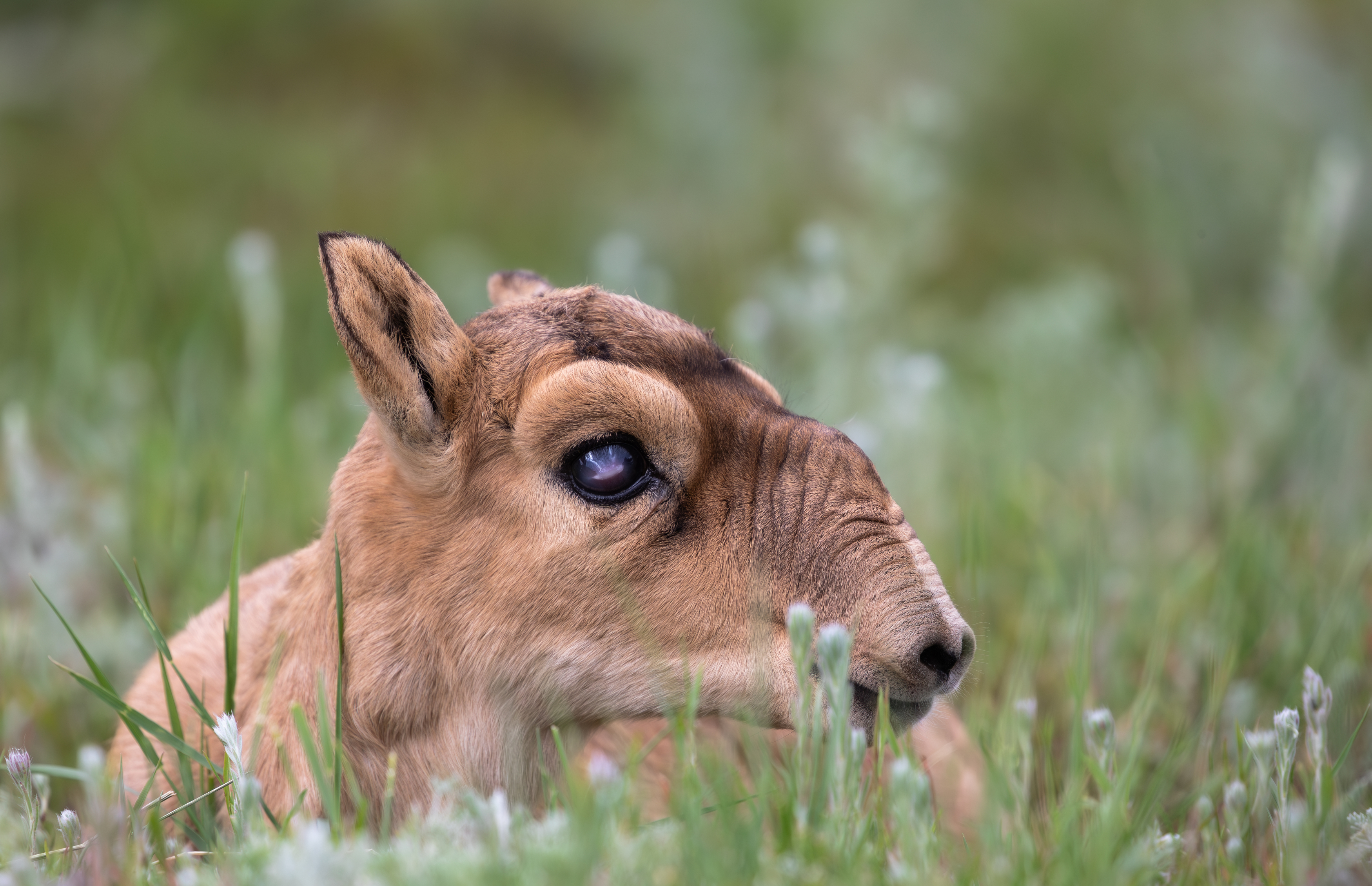 , Веревченко Михаил