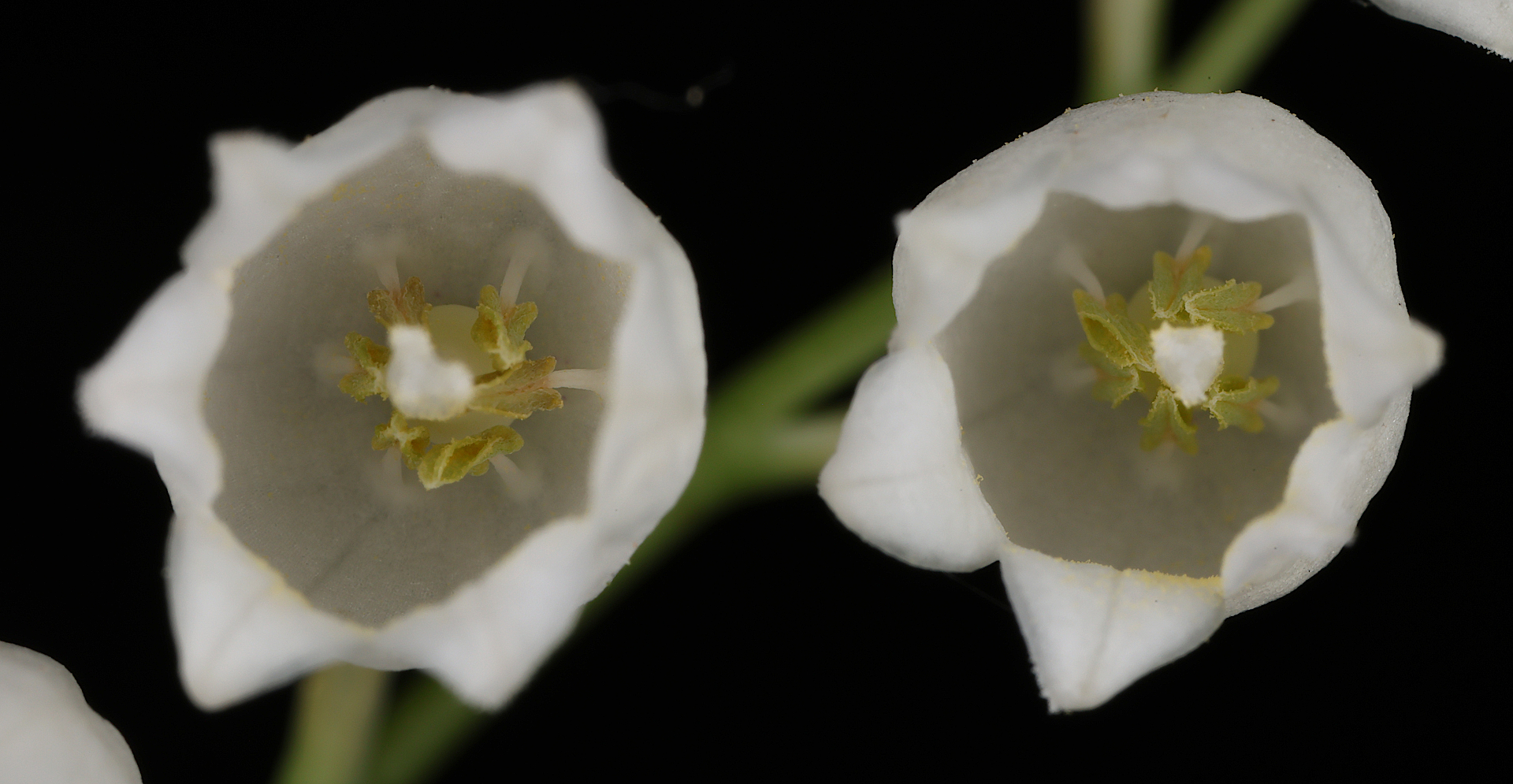 , Александр Зорин