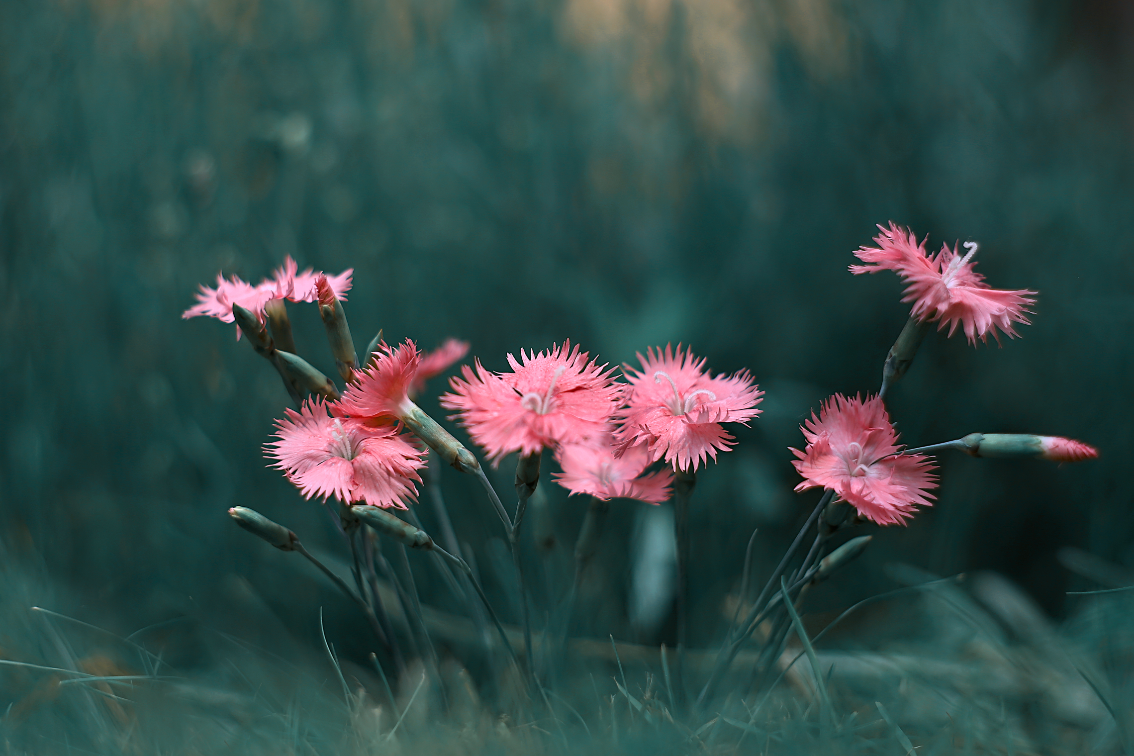 , Колобошников Эдуард