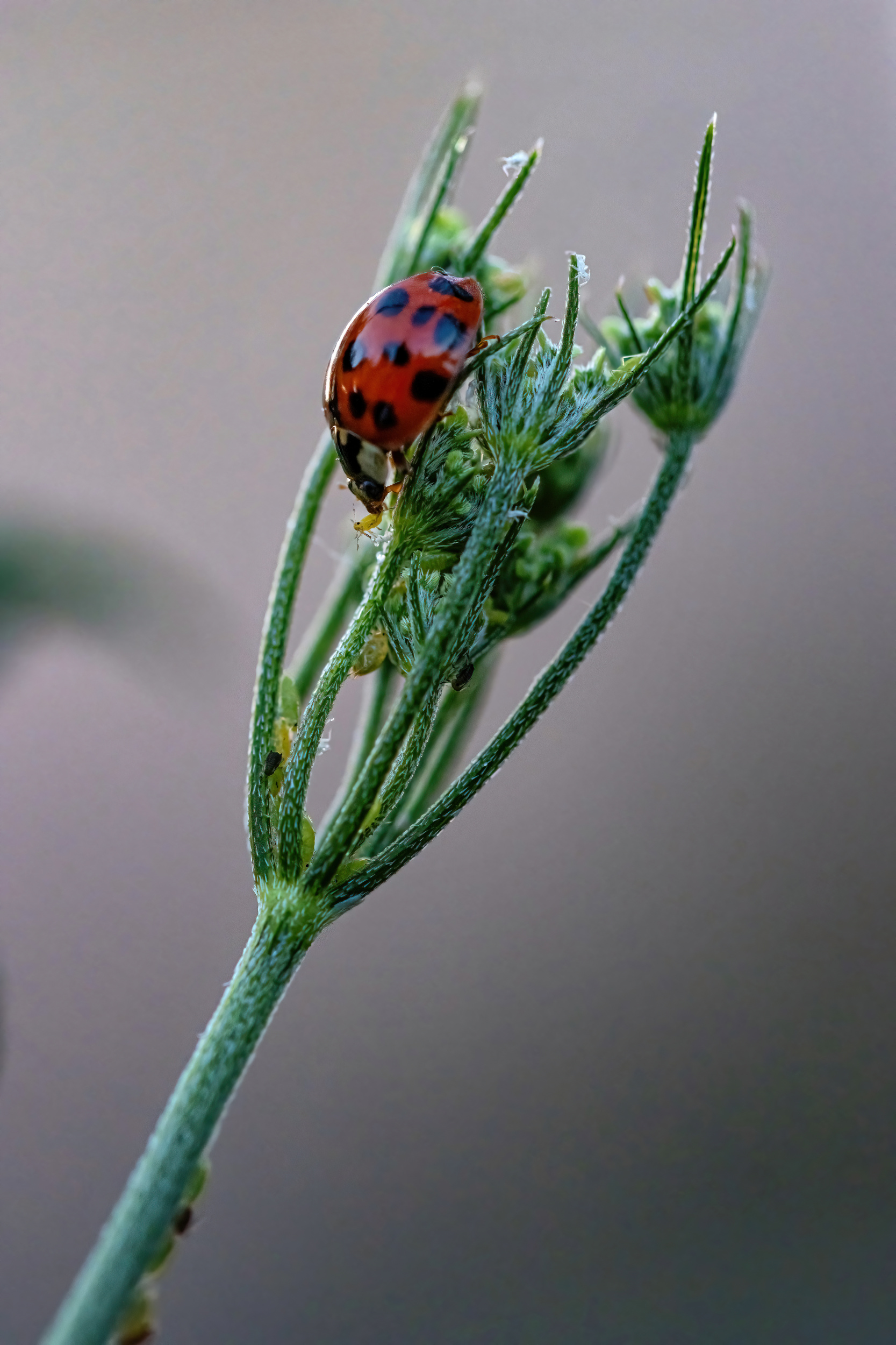 , Стоименова Бистра