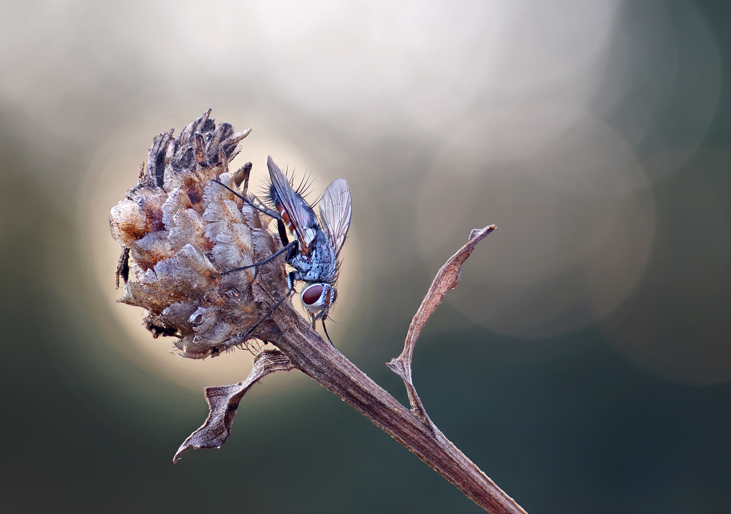 Сухцвет, муха, боке, утро, сон, Чепленко Алексей