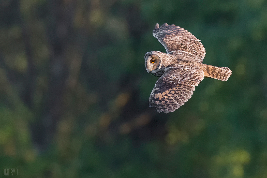 ушастая сова,, Дмитрий Доронин