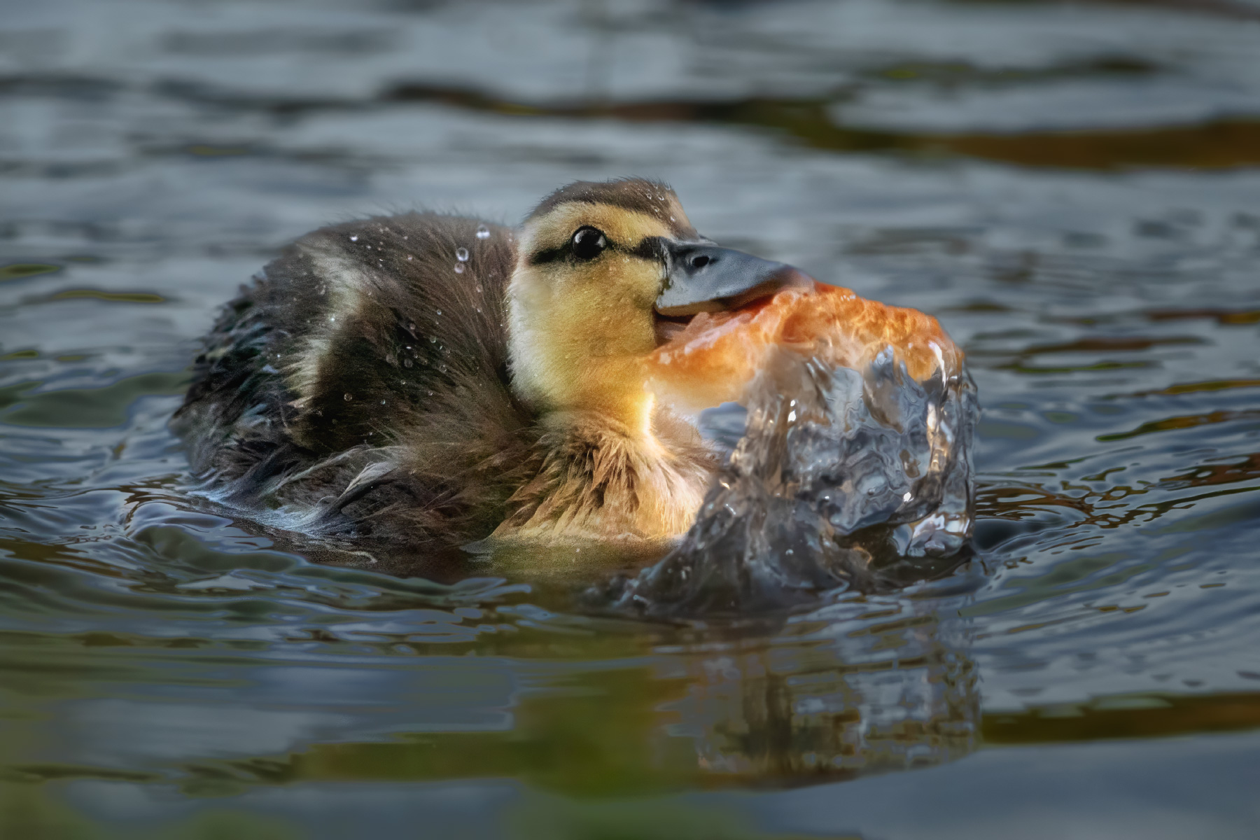 утята, лето, птицы, озеро,, Tatiana Alieva