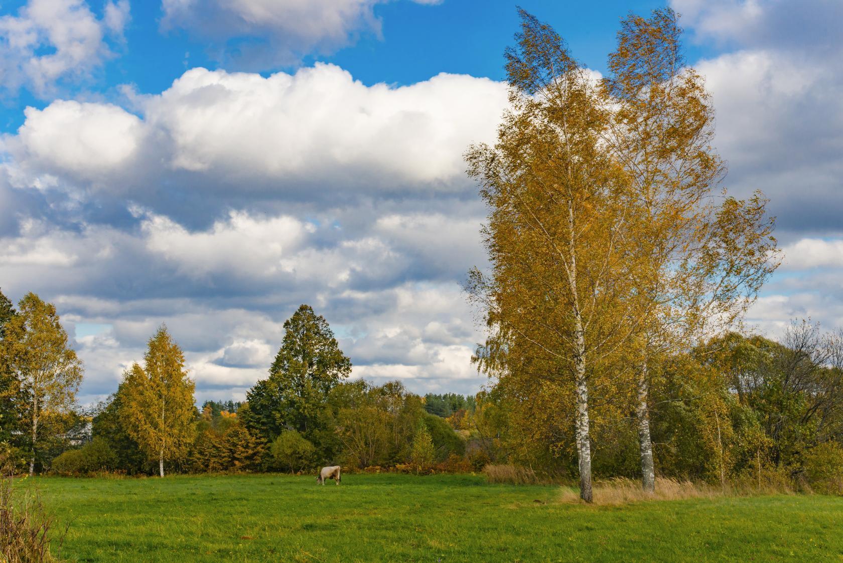 осень, природа россии, смоленская область, сентябрь, деревенский пейзаж, в поле, березы, небо, тучи, облака, autumn, nature of russia, smolensk region, september, rural landscape, in the field, birch trees, sky, clouds,, Лидия Киприч