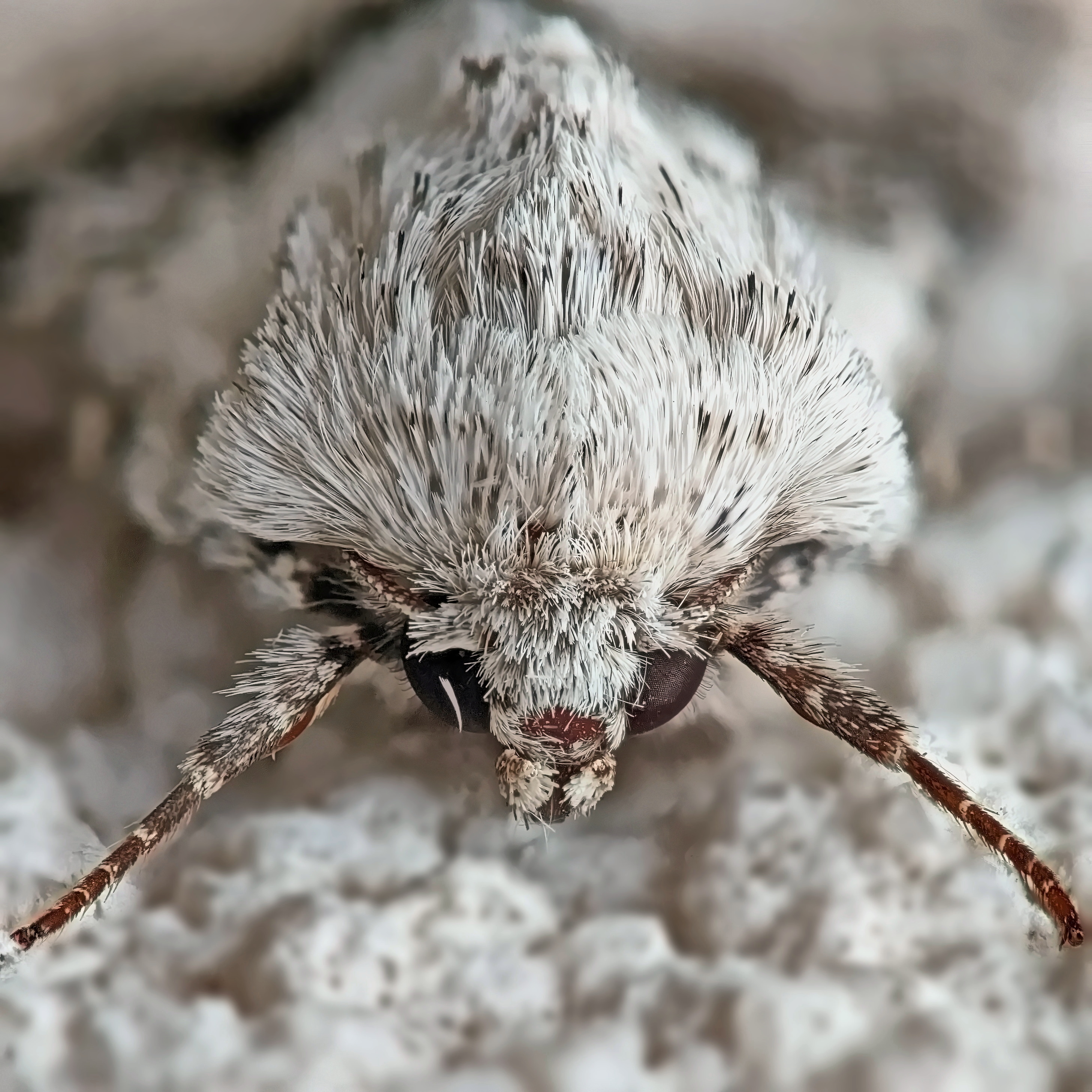 , Кузнецов Дмитрий