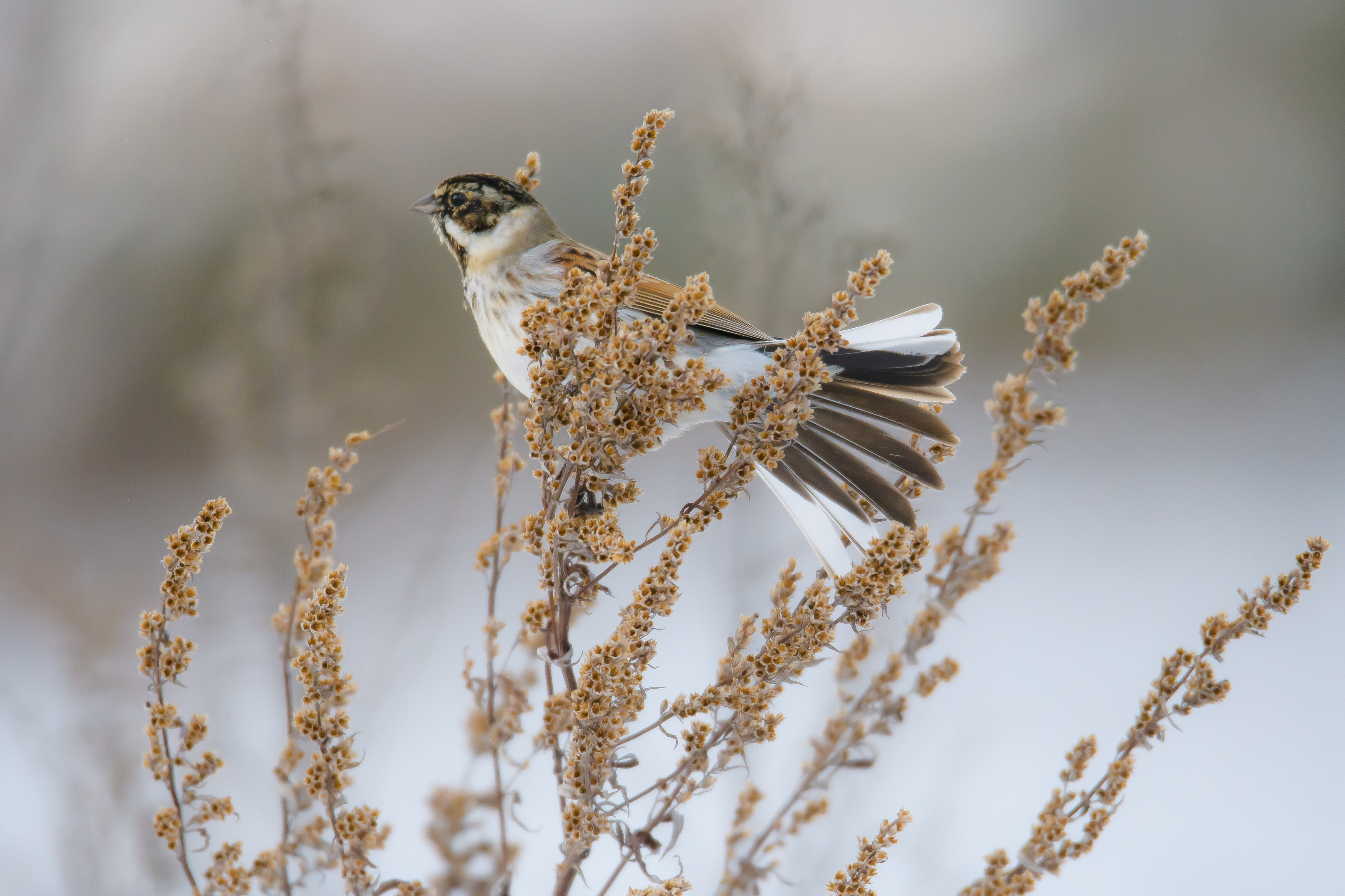Тростниковая овсянка, Соварцева Ксения