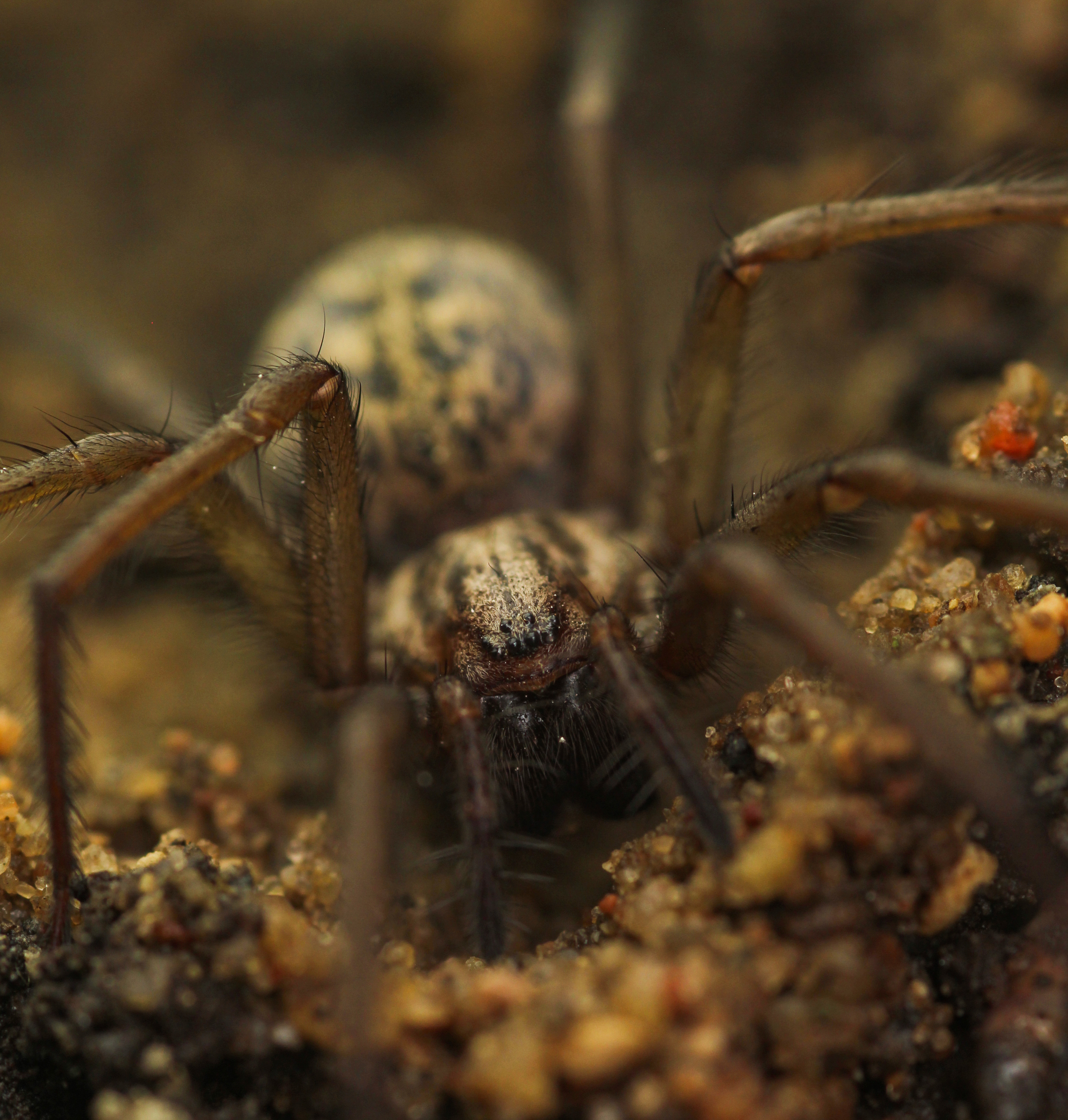 , Александр