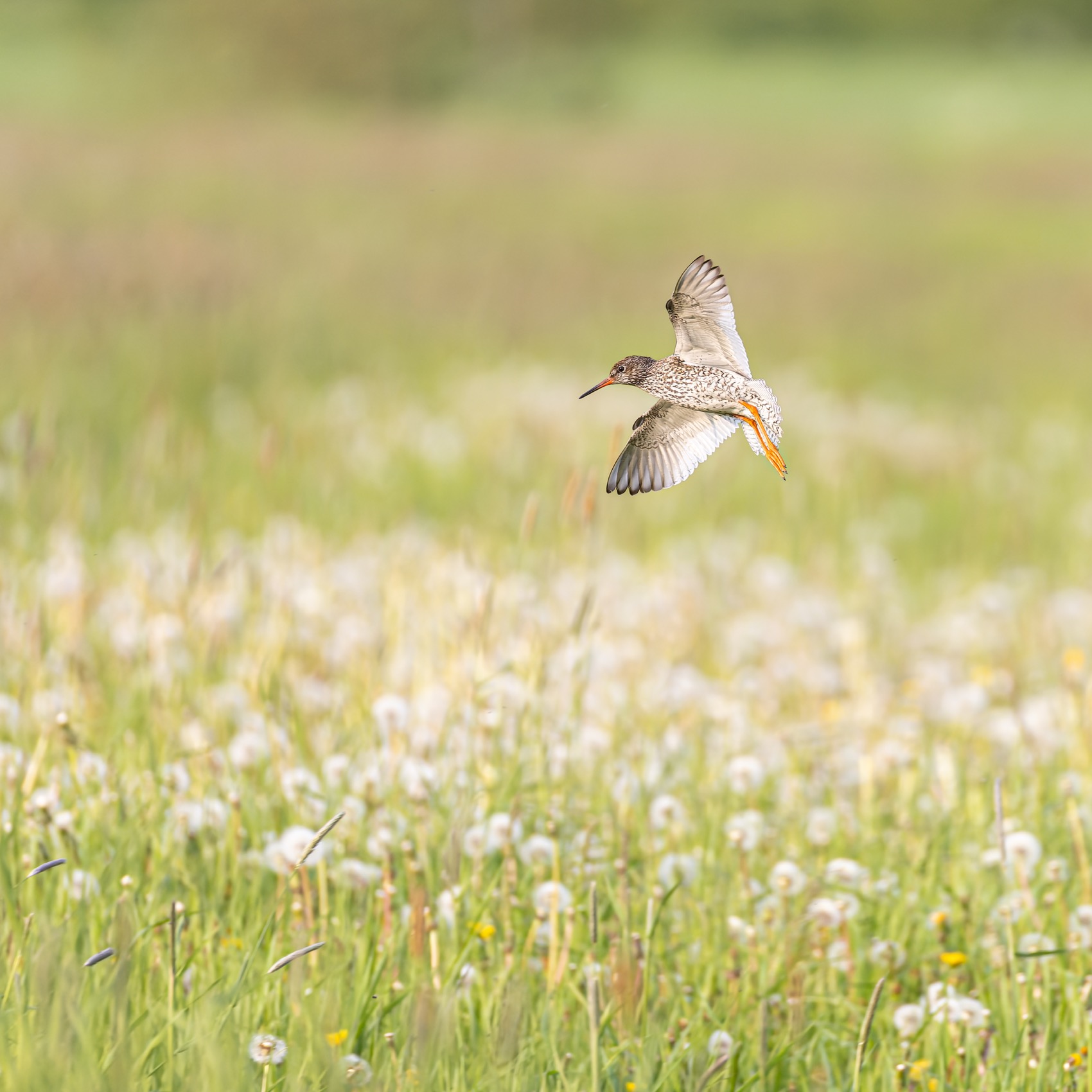 луг, кулик, птицы, лето, травник, Руслан Pl