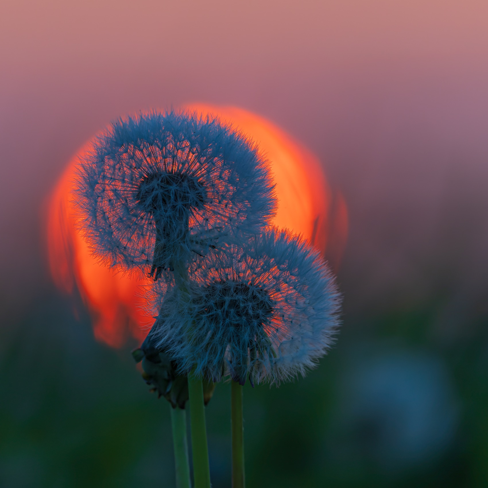 одуванчик, Руслан Pl