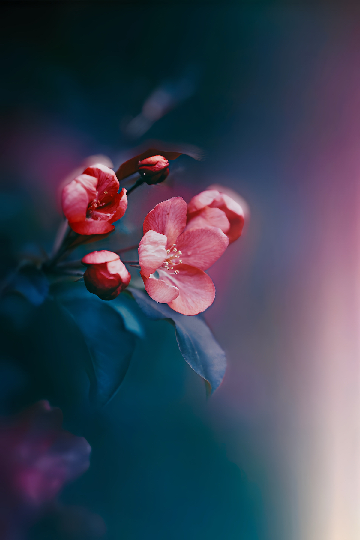 макро, macro, цветы, flower, весна, spring, яблонь, Julia Kaissa