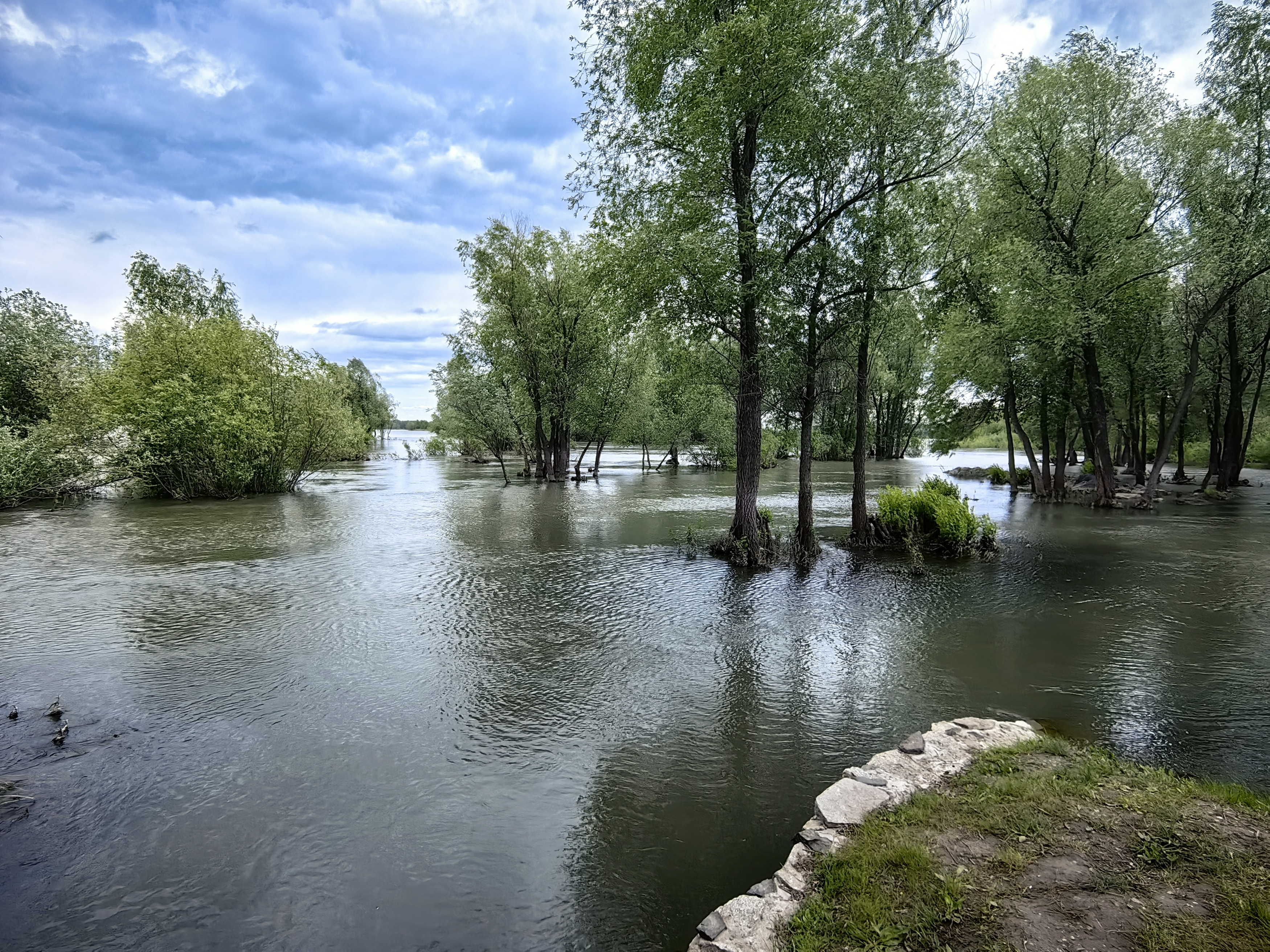 природа,весна,деревья,река,половодье, Козлова Галина