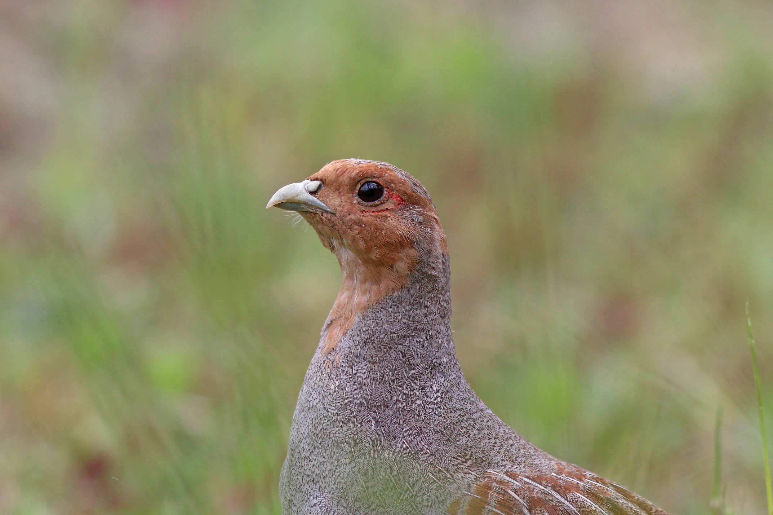 серая куропатка, куропатка, perdix perdix, grey partridge, partridge, Бондаренко Георгий