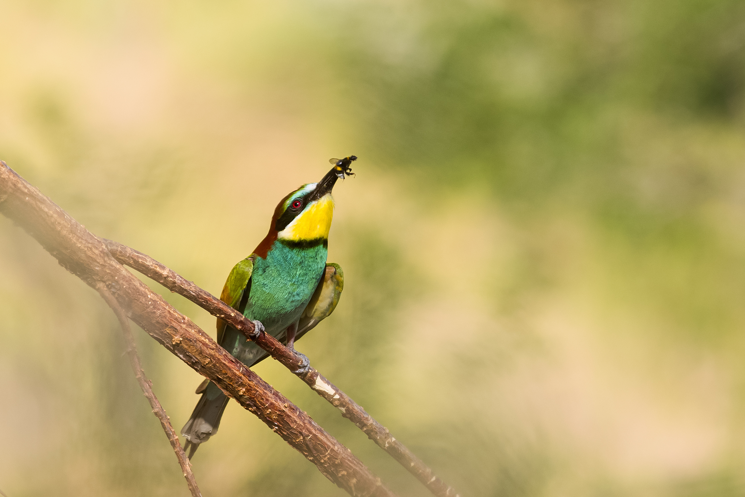 природа, Валерий Черняк
