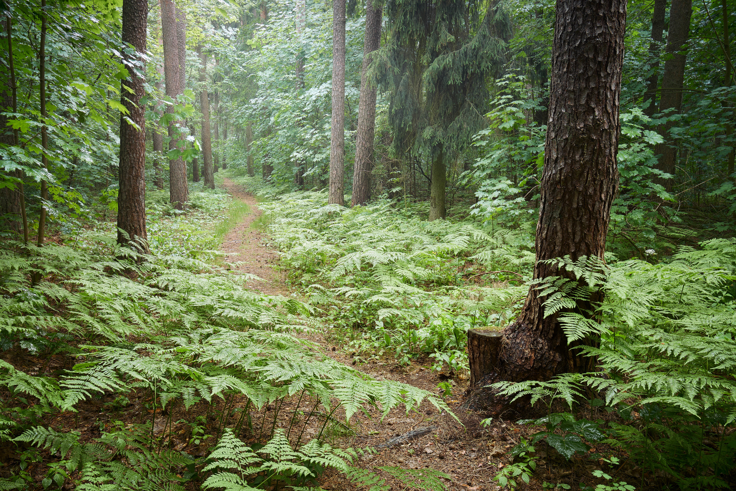 лес, деревья, Валерий Вождаев