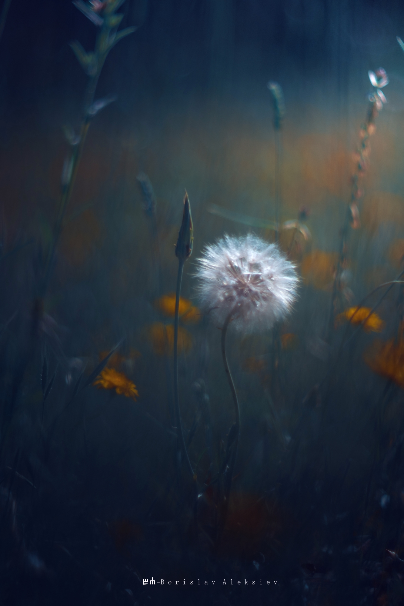 nature,light,bokeh,flower,blue,yellow,exterior,dark,, Алексиев Борислав