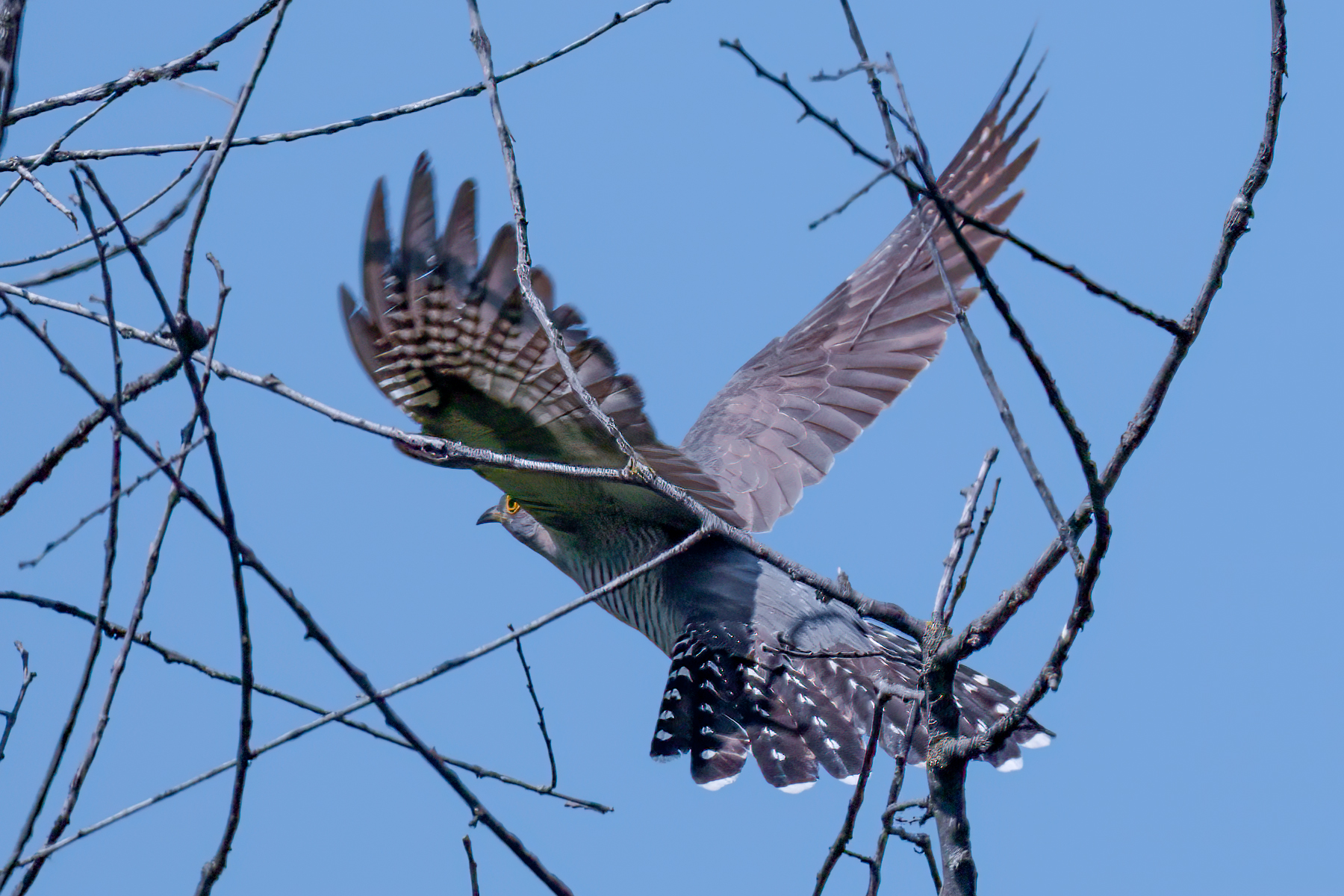 birds, wildlife, , Sajkovski Dejan