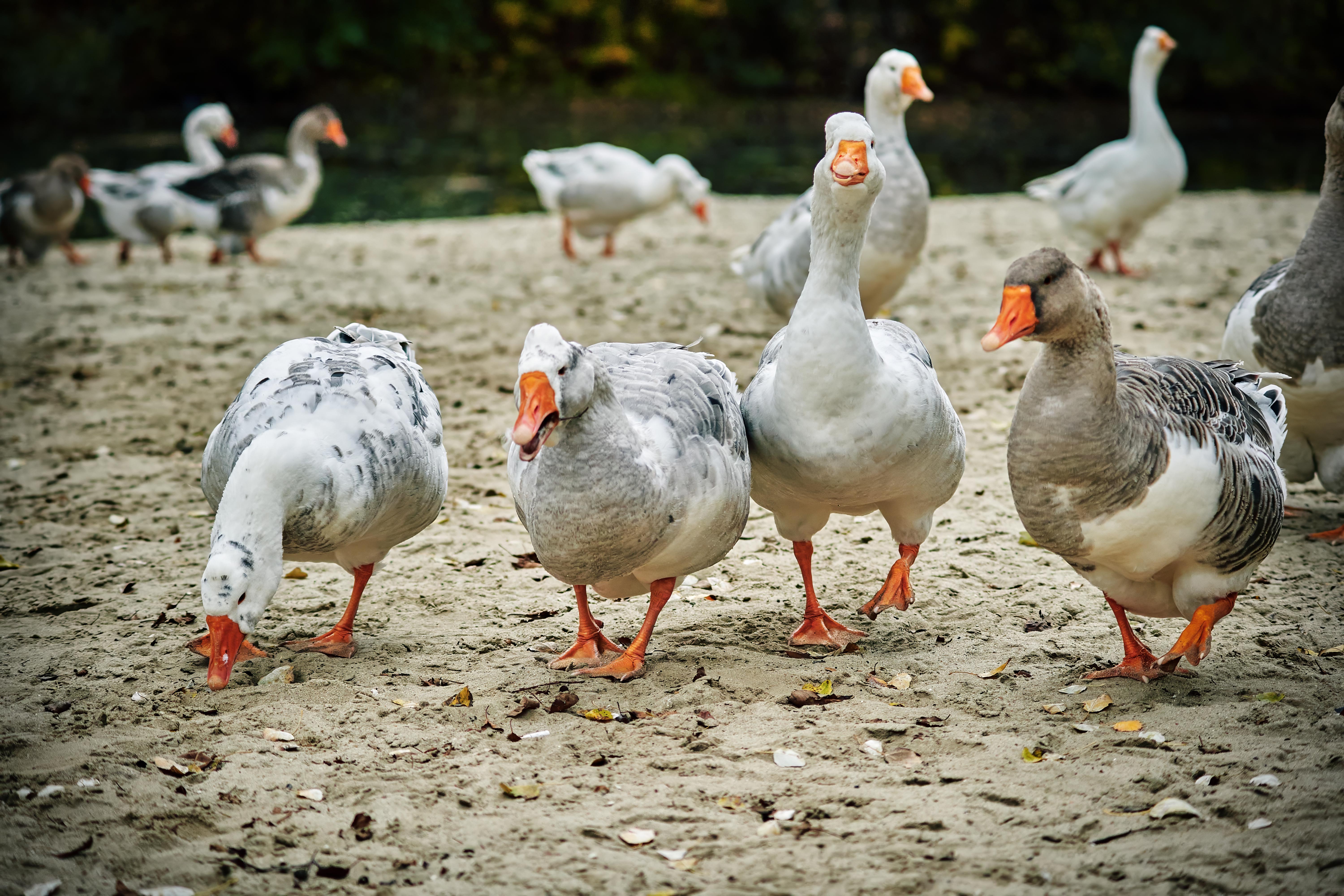 пляж, песок, птицы, гуси, река, природа, Михаил Кудрявцев